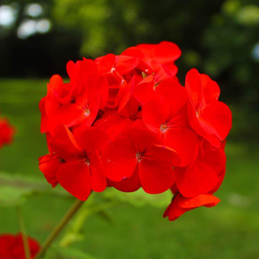 Red - YouGarden - Geranium Fire Queen - 24 Plug Plants - 2