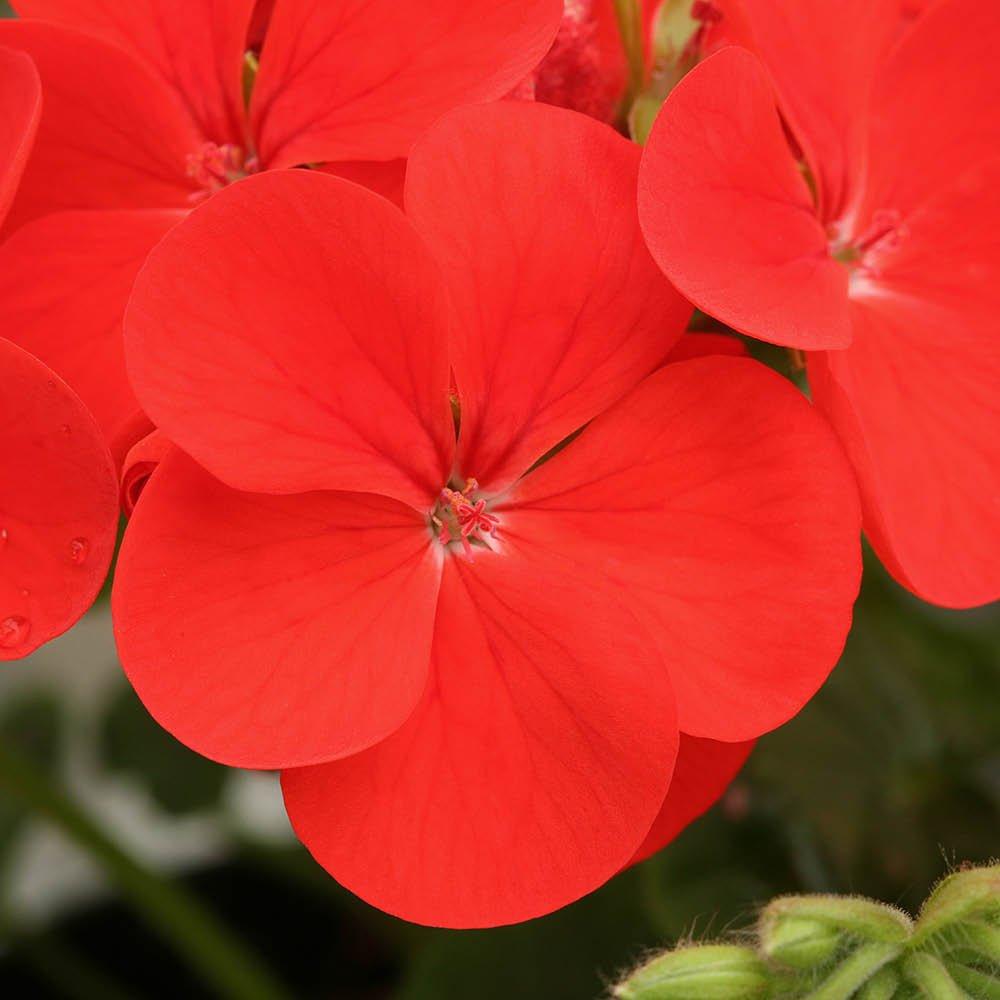 Red - YouGarden - Geranium Fire Queen - 24 Plug Plants - 3