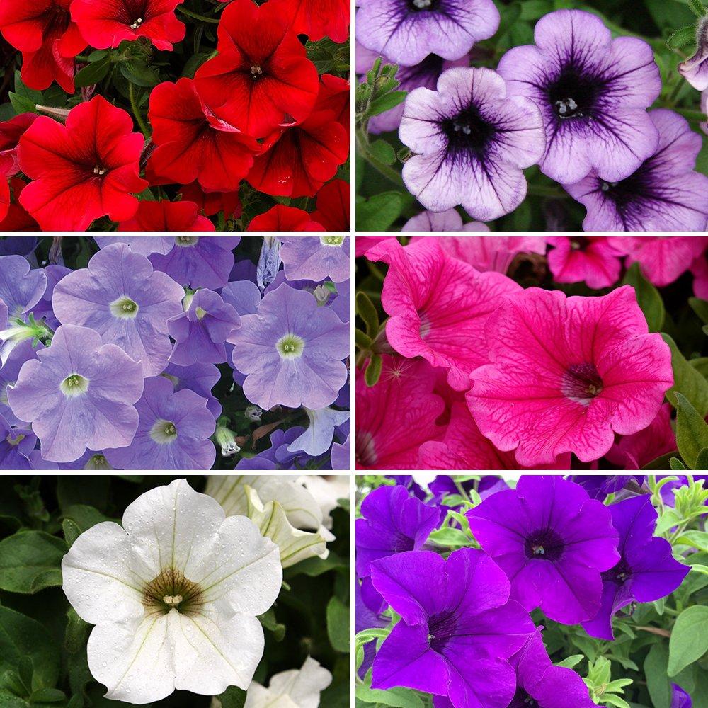 Multi - YouGarden - Trailing Petunia Surfinia Collection - 12 Plug Pl - 1