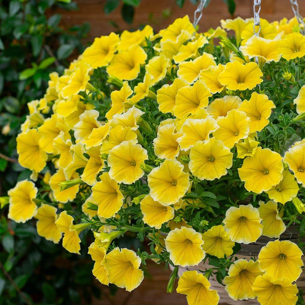 Yellow - YouGarden - Petunia Bees Knees - 12 Plug Plants - 1