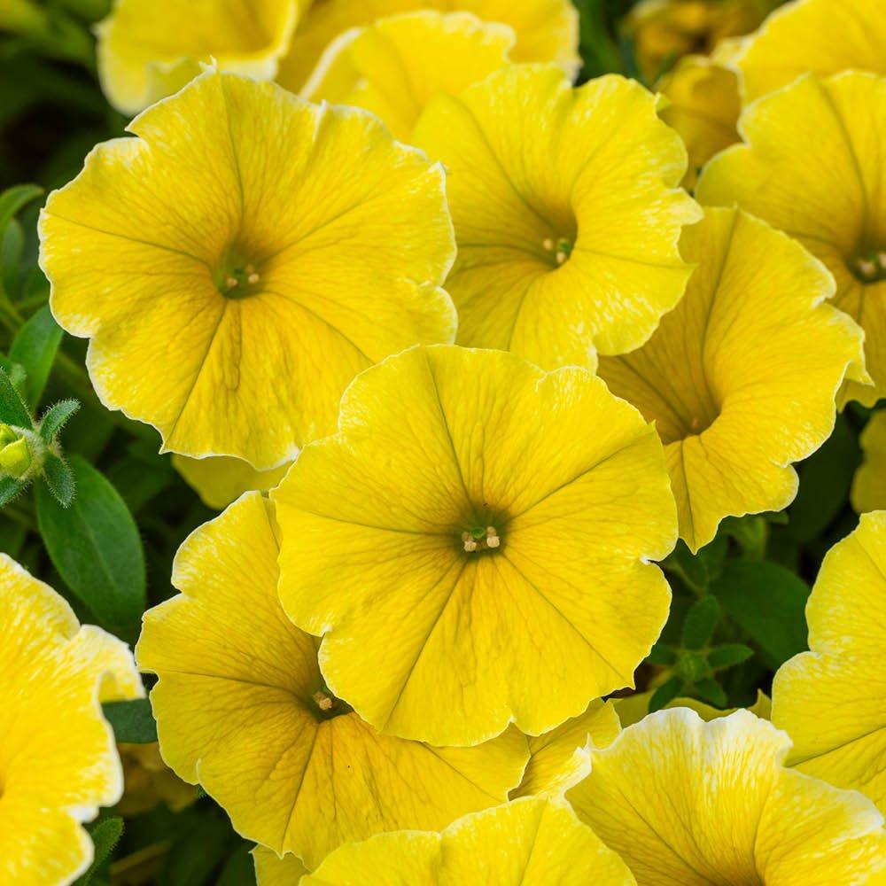 Yellow - YouGarden - Petunia Bees Knees - 12 Plug Plants - 2