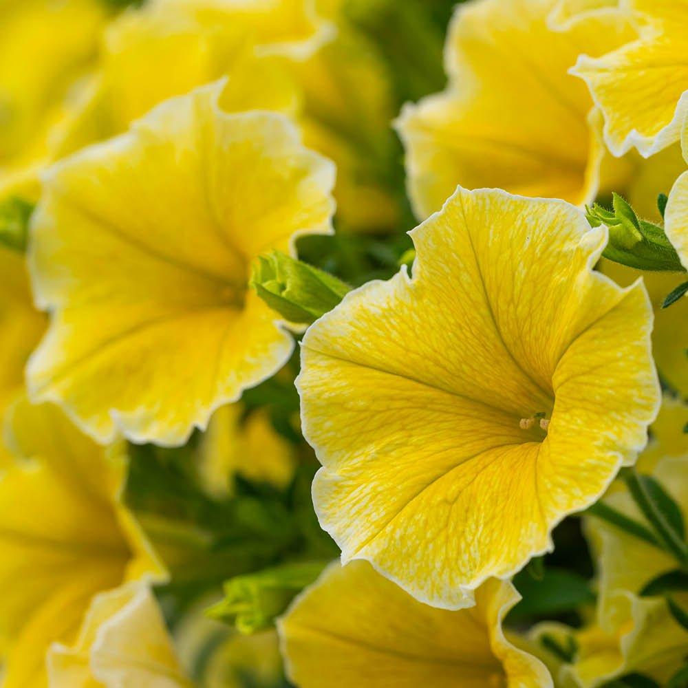 Yellow - YouGarden - Petunia Bees Knees - 12 Plug Plants - 3