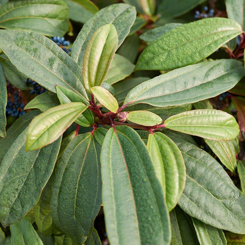 YouGarden Viburnum Davidii Shrub - 17cm Pot - Evergreen - White Flowers - Blue Berries - RHS Award of Garden Merit - Image 3