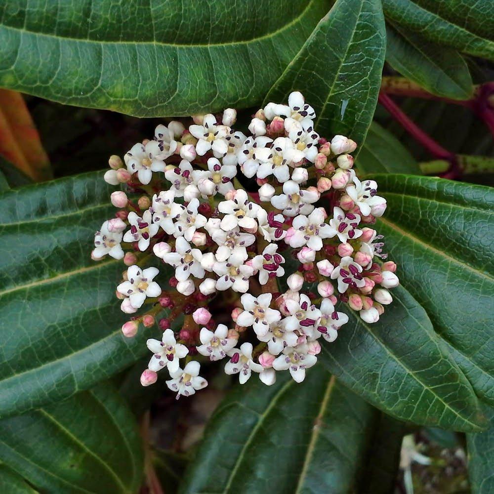 Multi - YouGarden - Viburnum davidii (17cm Pot) - 2