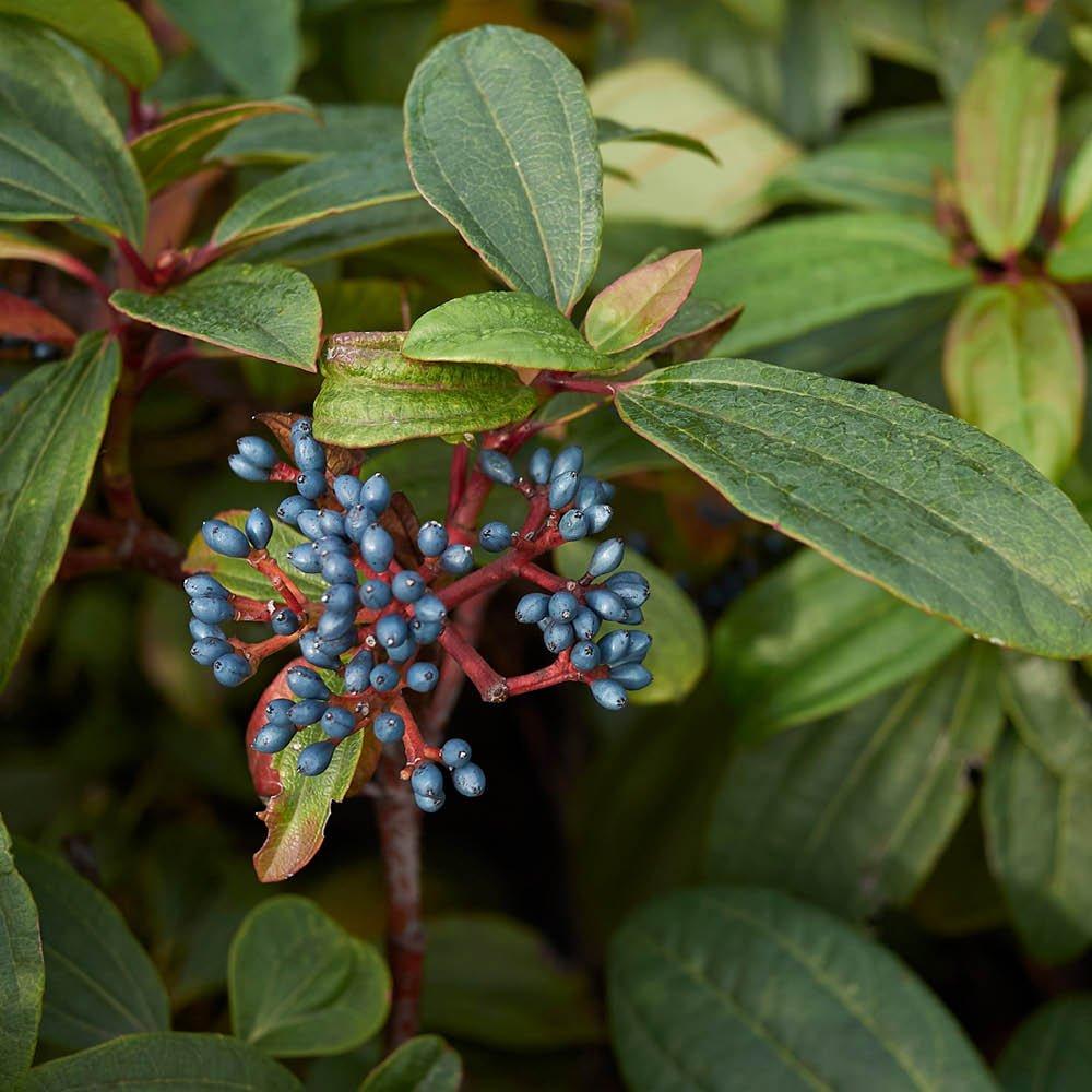 Multi - YouGarden - Viburnum davidii (17cm Pot) - 3