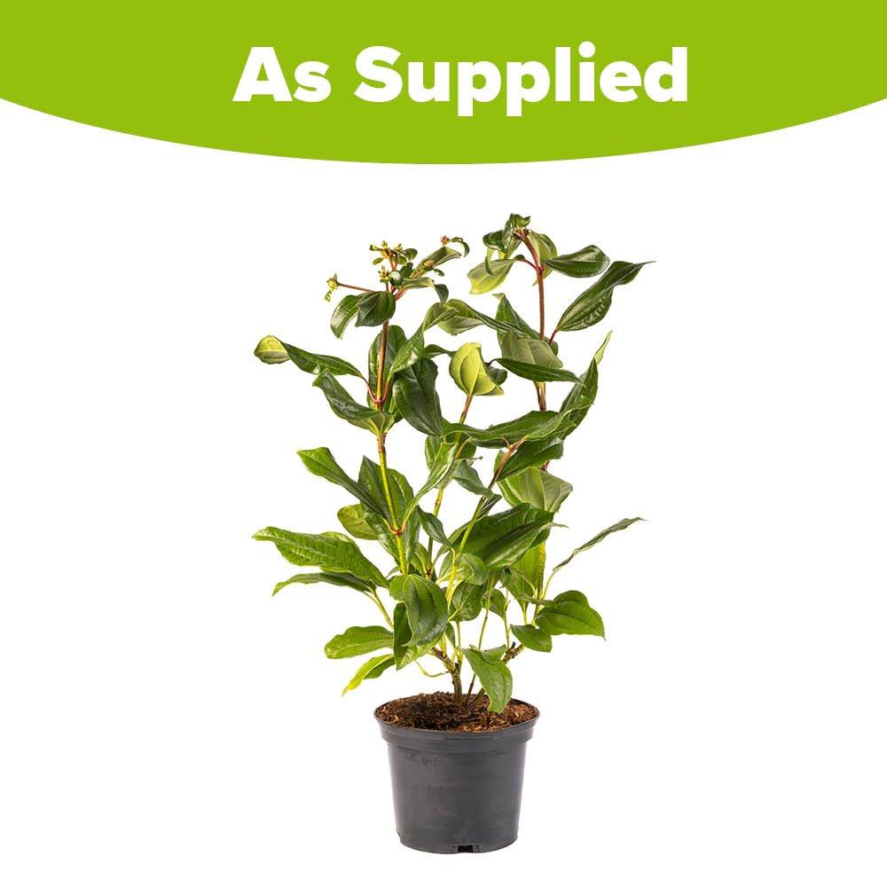 Multi - YouGarden - Viburnum davidii (17cm Pot) - 4