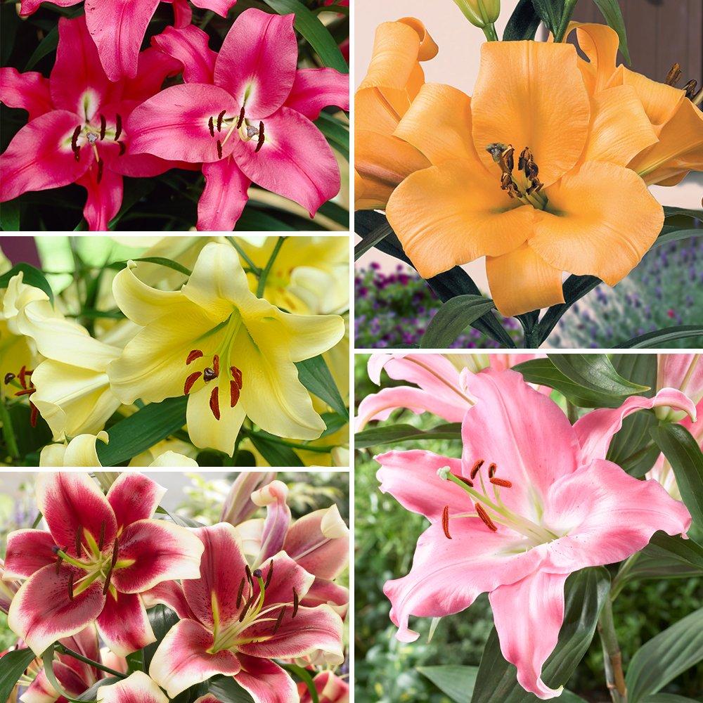 Yougarden  Premium Skyscraper Giant Lily Collection 15 X Bul -  - 15 bulbs