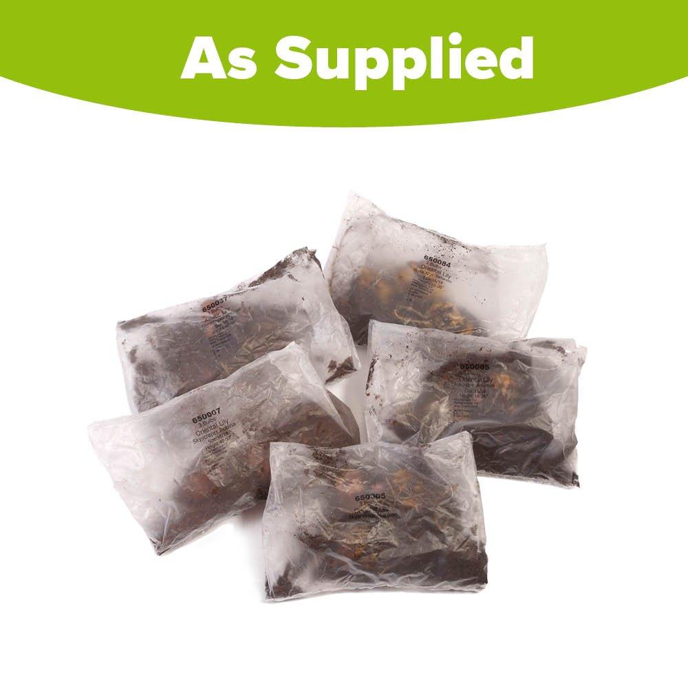 Multi - YouGarden - Premium Skyscraper Giant Lily Collection 15 x Bul - 2