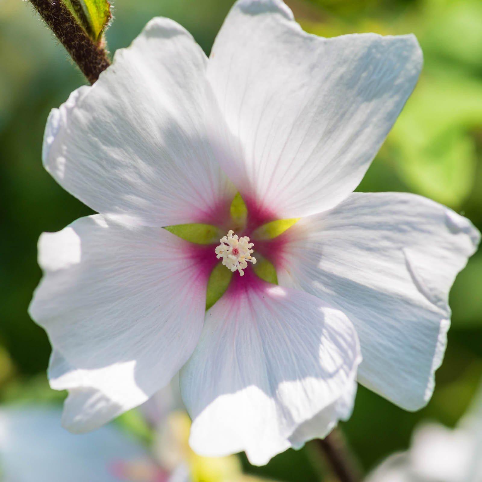 Yougarden  Tree Mallow (Lavatera)Barnsley Baby 3 X 9Cm Pot - Pink - 3x9cm pots