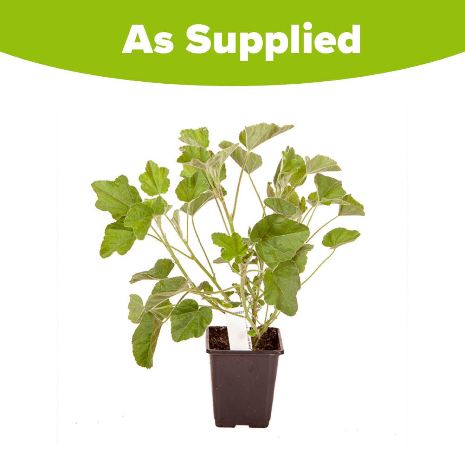 Pink - YouGarden - Tree Mallow (Lavatera)Barnsley Baby  3 x 9cm Pot - 3