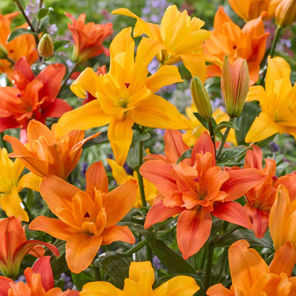 Multi - YouGarden - Lily Butterfly Double Collection - Pollen Free (20 - 1