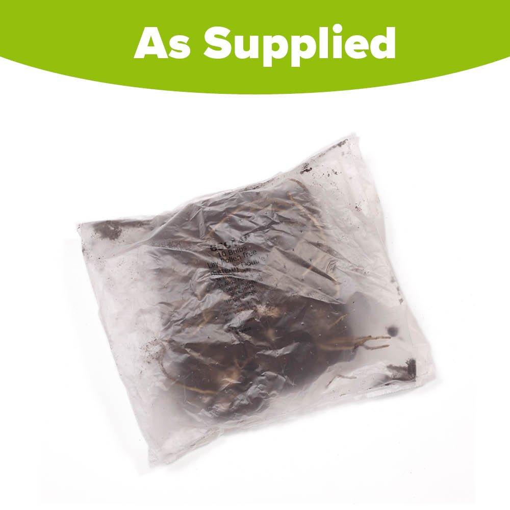 Multi - YouGarden - Lily Butterfly Double Collection - Pollen Free (20 - 2