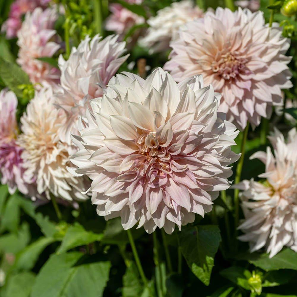 Multi - YouGarden - Dahlia Cafe au Lait  (3 Tubers) - 2