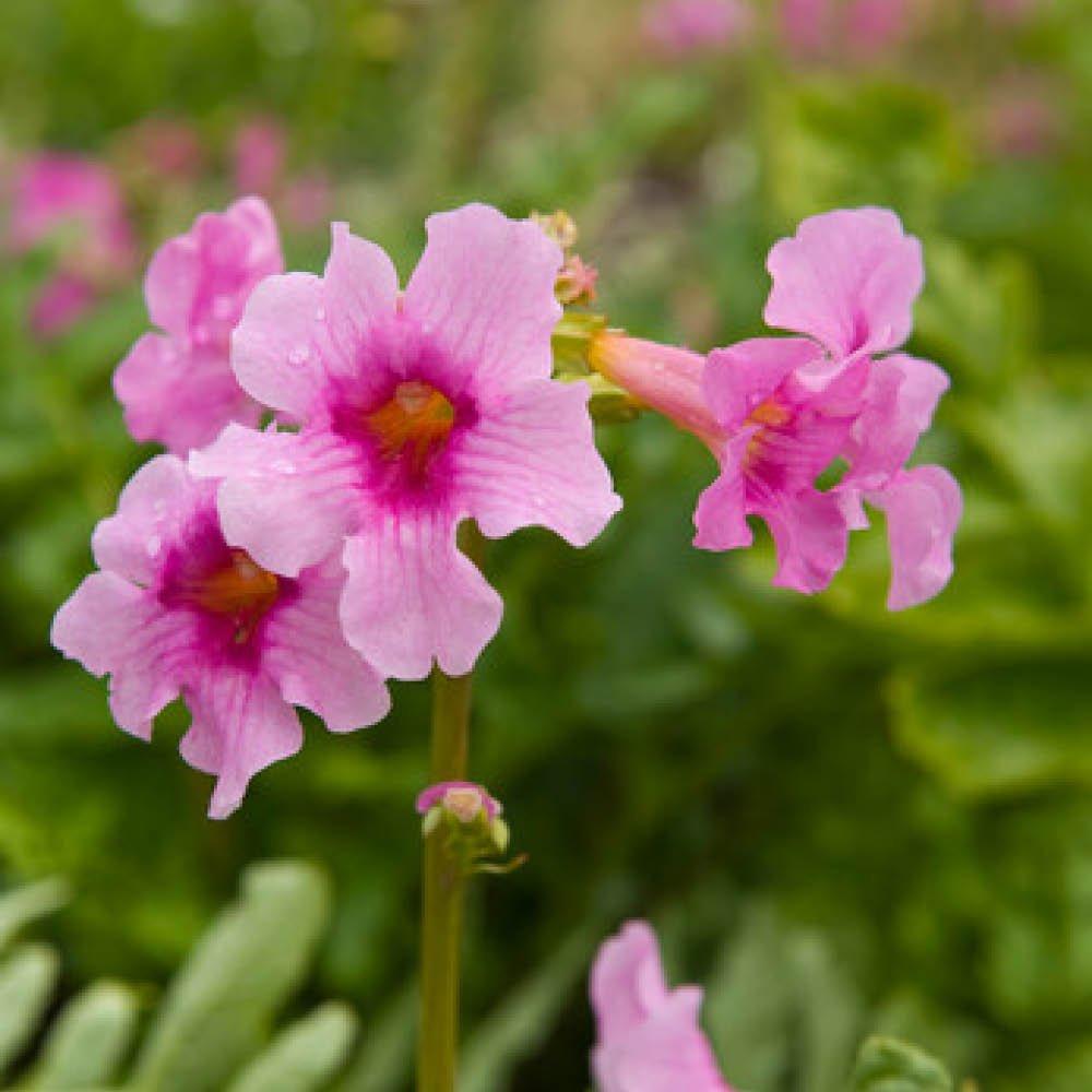 Multi - YouGarden - Hardy Gloxinia mixed colours (5 bare roots) - 1