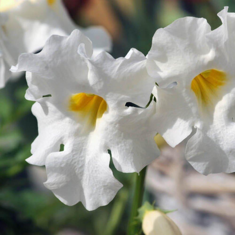 Multi - YouGarden - Hardy Gloxinia mixed colours (5 bare roots) - 2