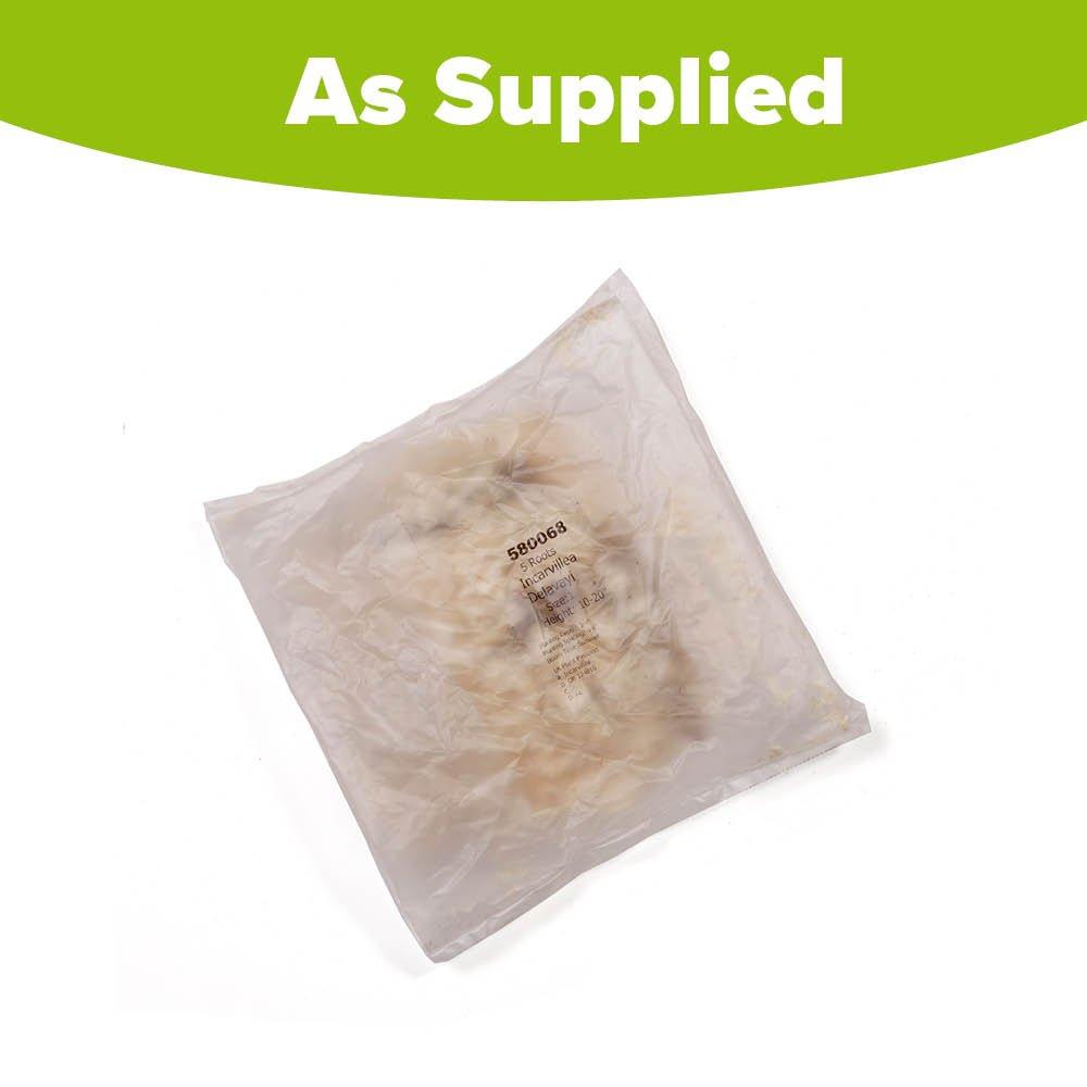 Multi - YouGarden - Hardy Gloxinia mixed colours (5 bare roots) - 3