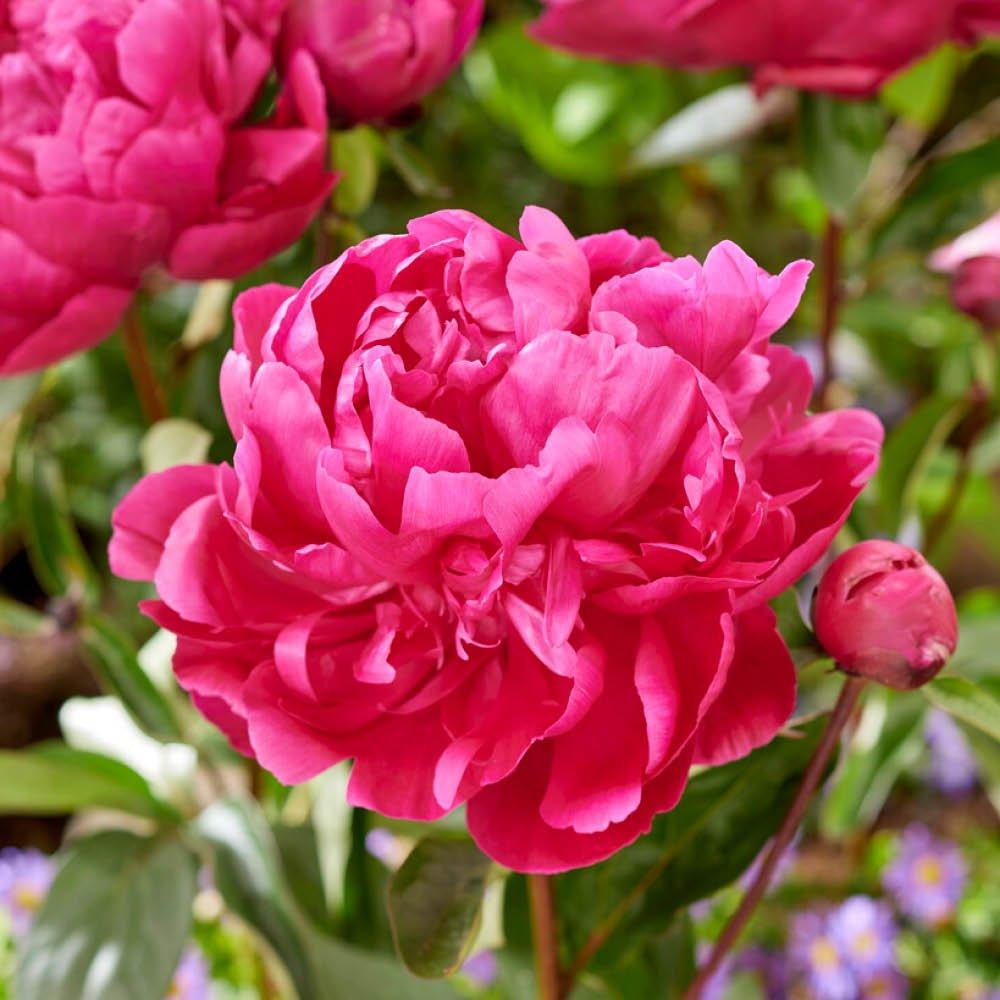 Multi - YouGarden - Peony Red Sarah Bernhardt (2 Bare Roots) - 1