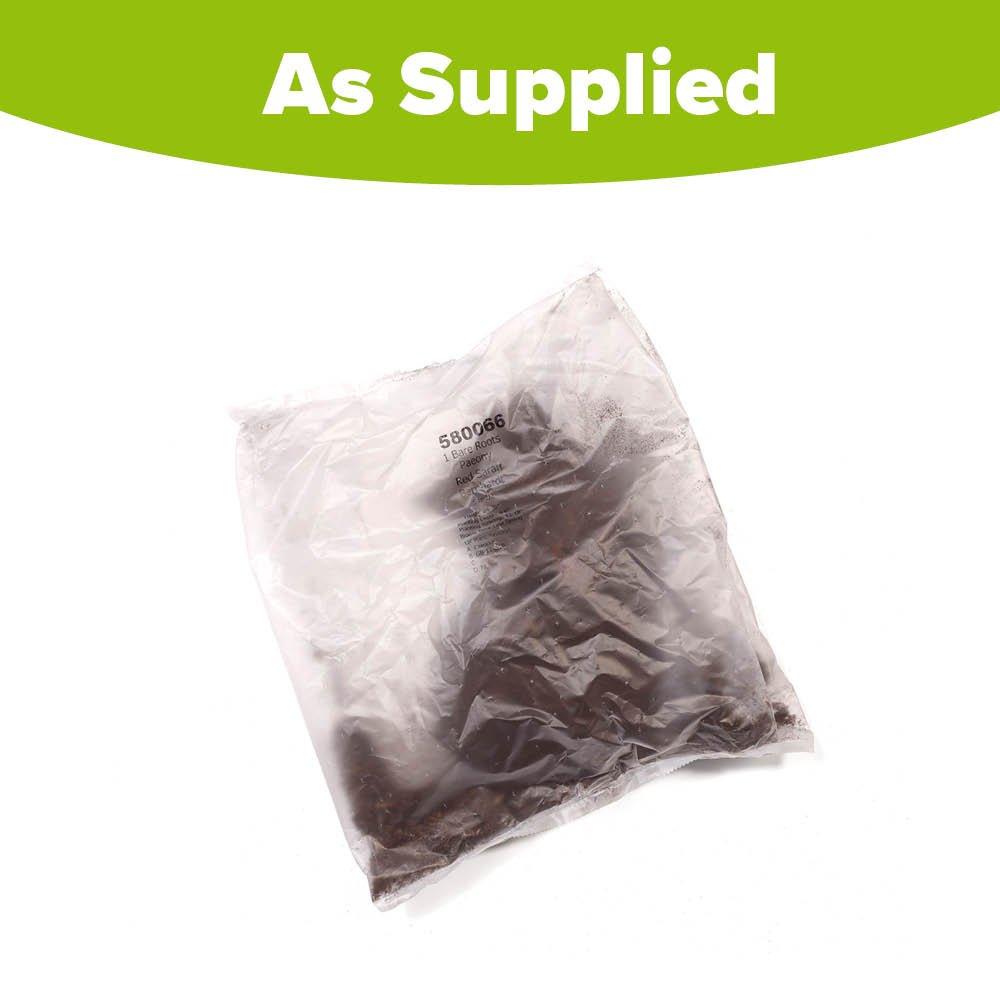 Multi - YouGarden - Peony Red Sarah Bernhardt (2 Bare Roots) - 2