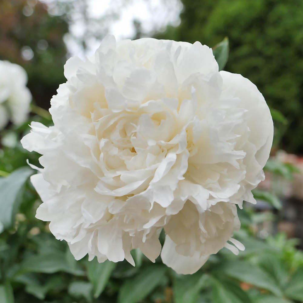 White - YouGarden - Peony Duchesse de Nemours (2 Bare Roots) - 1
