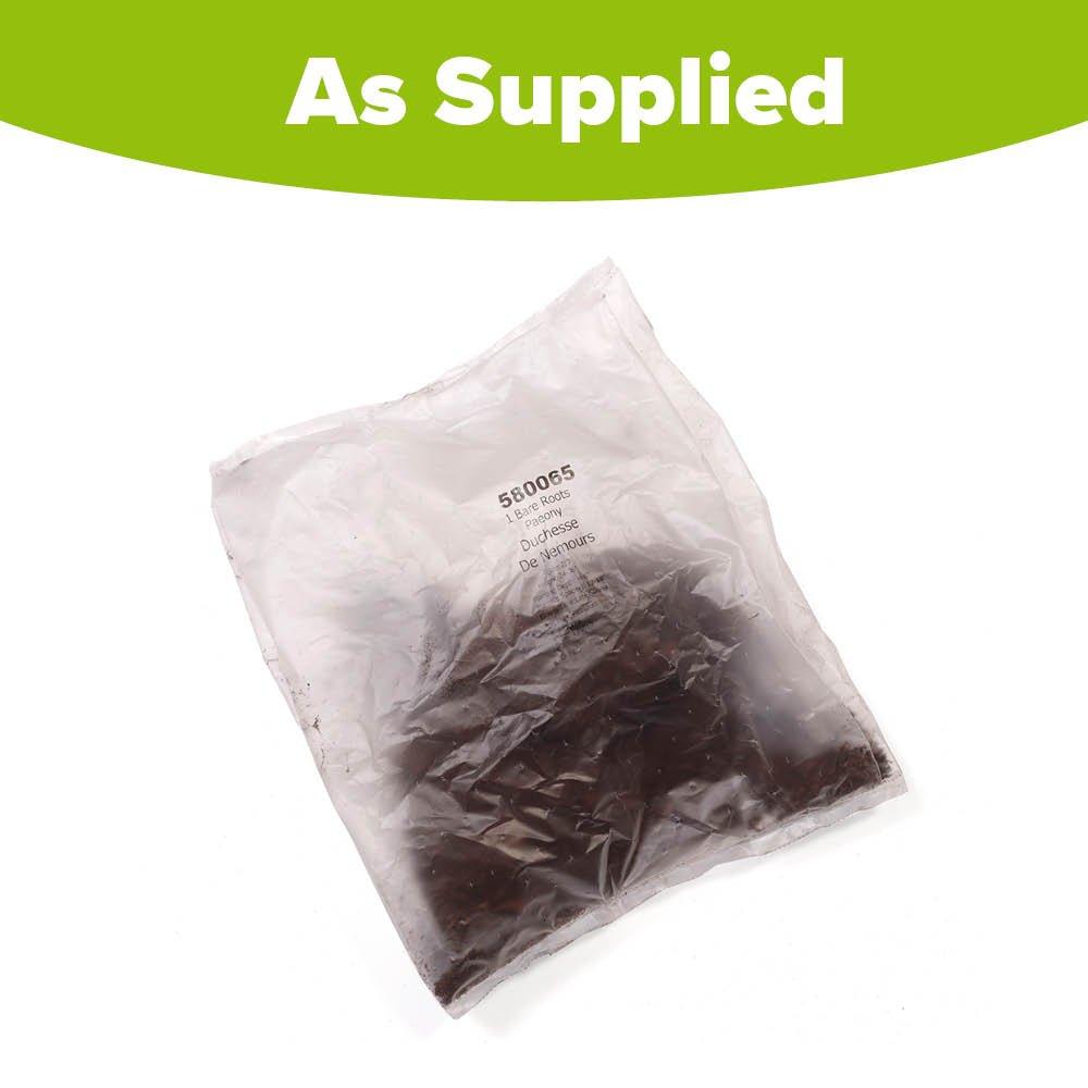 White - YouGarden - Peony Duchesse de Nemours (2 Bare Roots) - 2