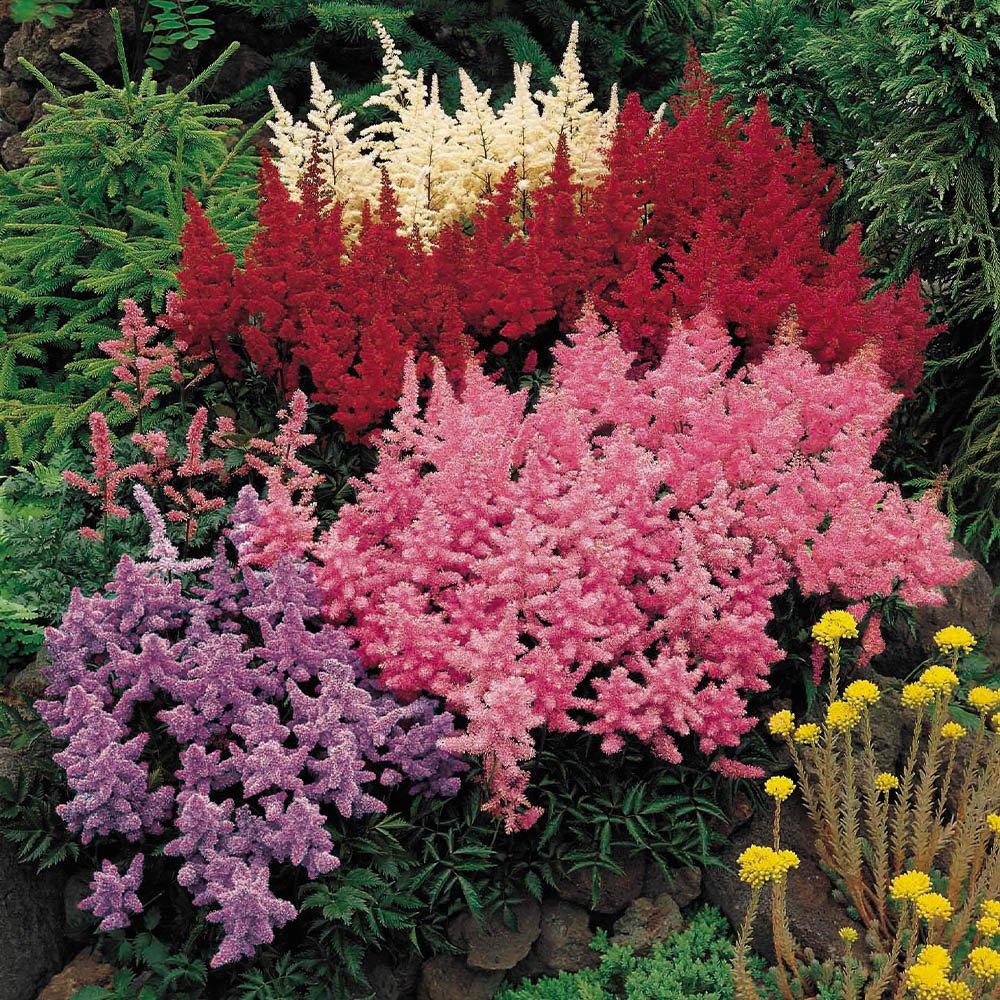 Multi - YouGarden - Astilbe Plum Bouquet Mix (5 Bare Roots) - 1
