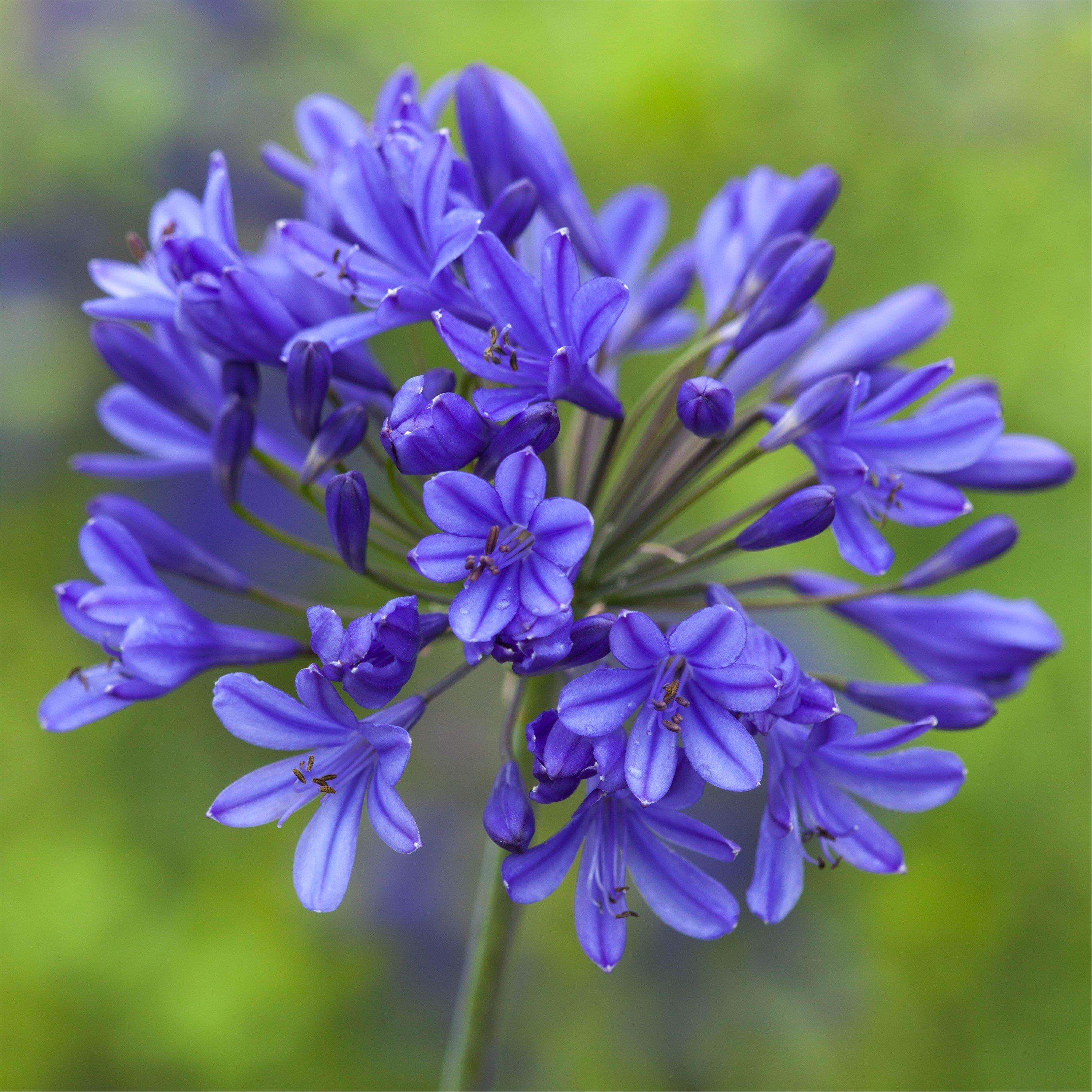 Blue - YouGarden - Agapanthus africanus Blue (5 Bare Roots) - 1