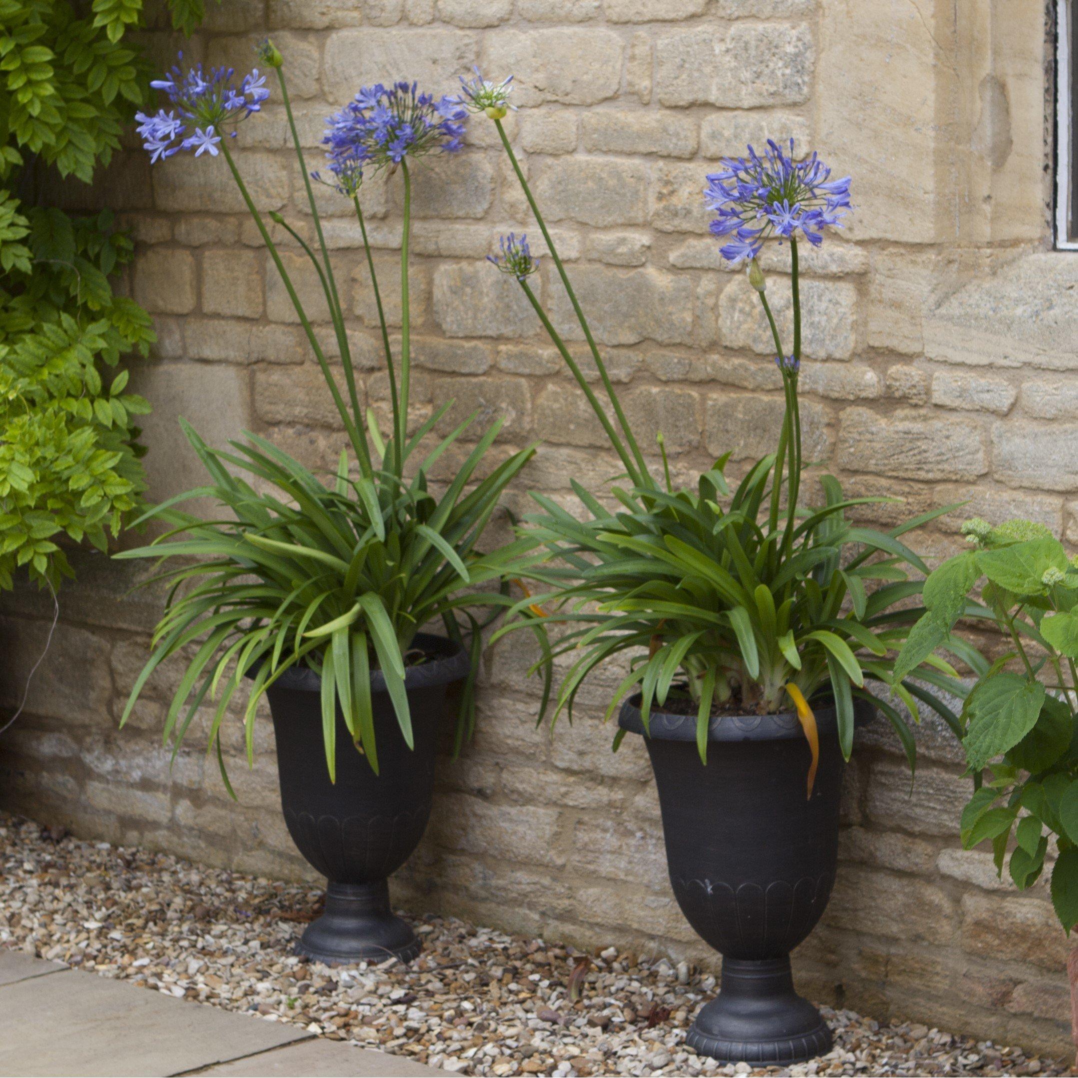 Blue - YouGarden - Agapanthus africanus Blue (5 Bare Roots) - 3