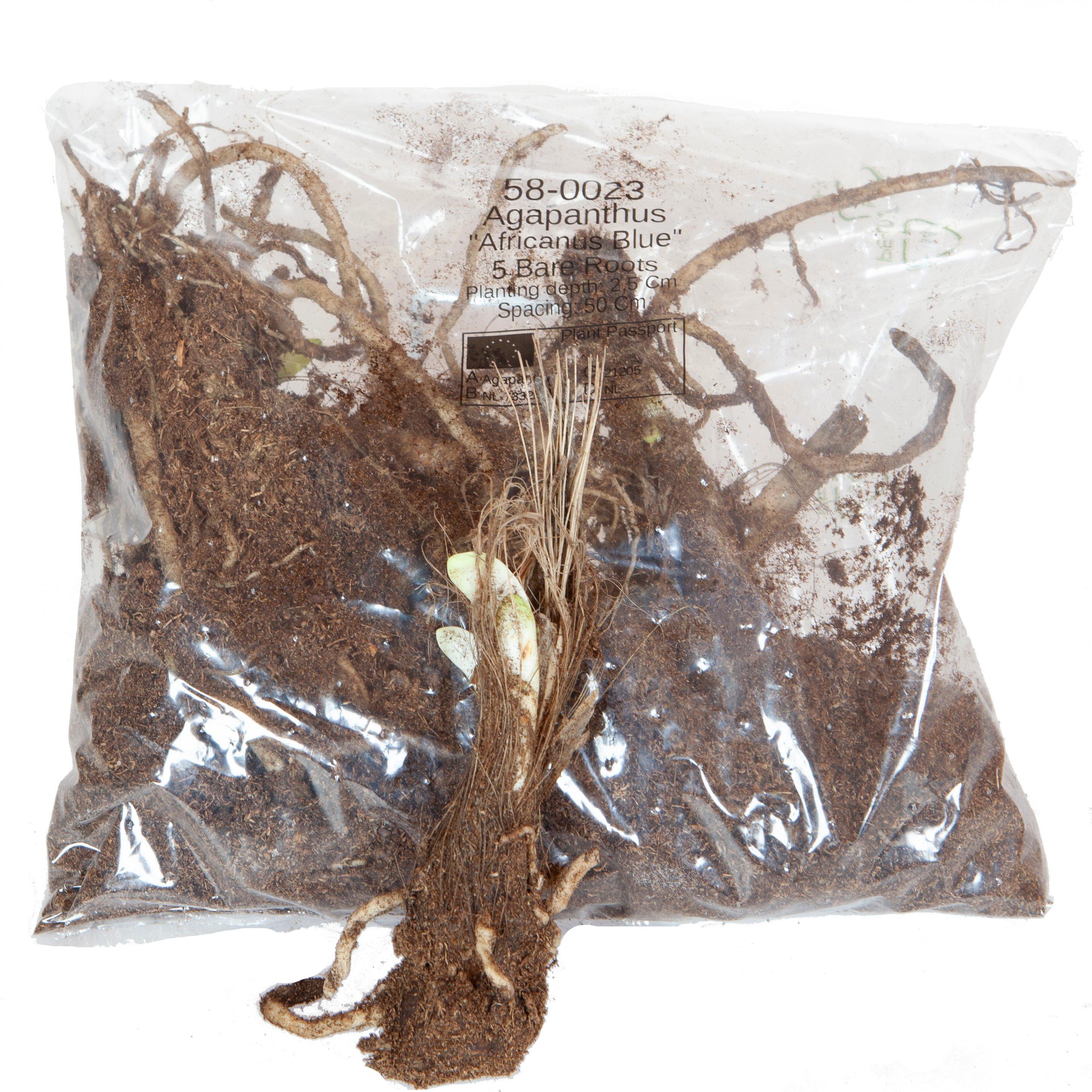 Blue - YouGarden - Agapanthus africanus Blue (5 Bare Roots) - 4