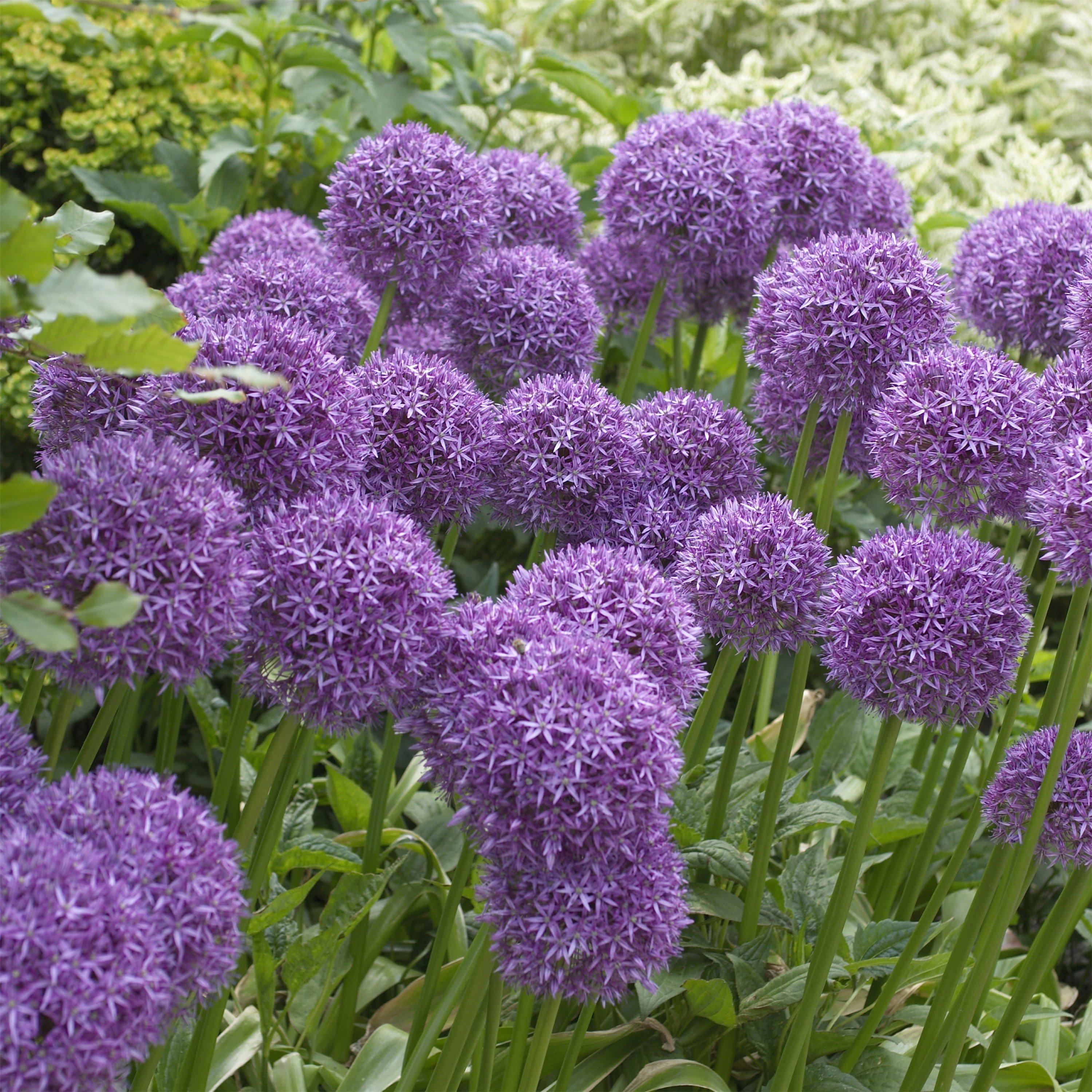 Multi - YouGarden - Outdoor Allium Bucket EB150 - 1