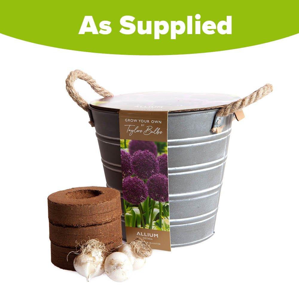 Multi - YouGarden - Outdoor Allium Bucket EB150 - 2