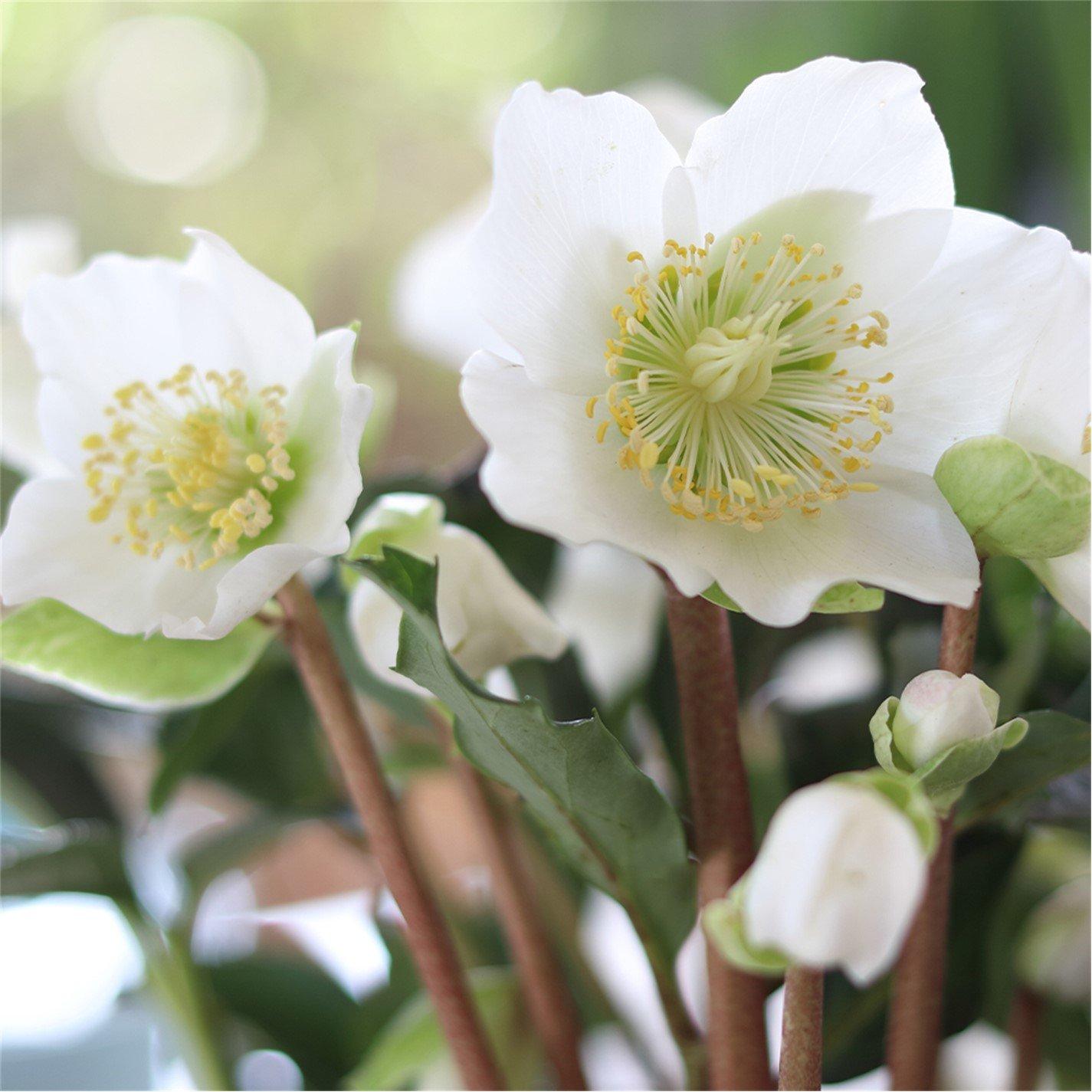 Yougarden Christmas Rose (Helleborus Niger) X 3 White 3X15cm Pot - Image 5