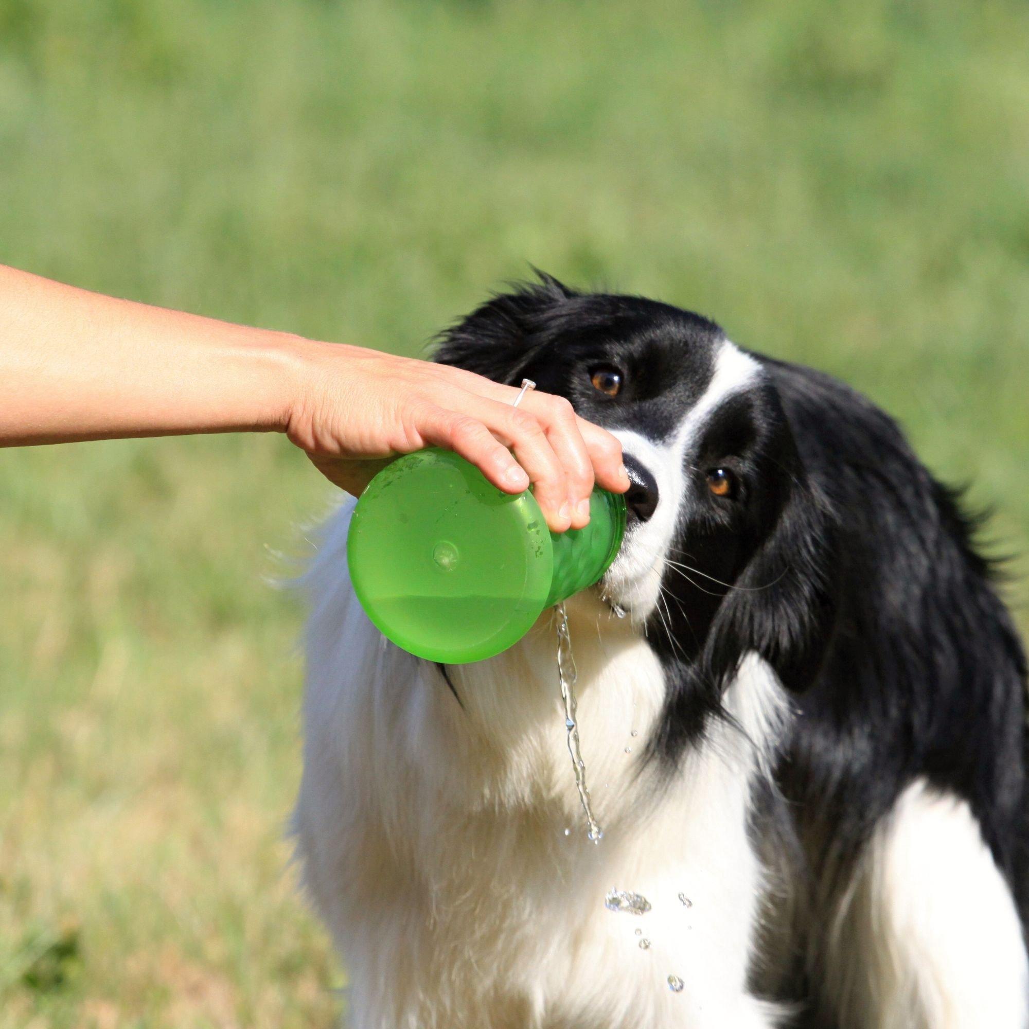 Multi - Kiwi Walker - Travel Bottle 2 In 1 - Orange - 3