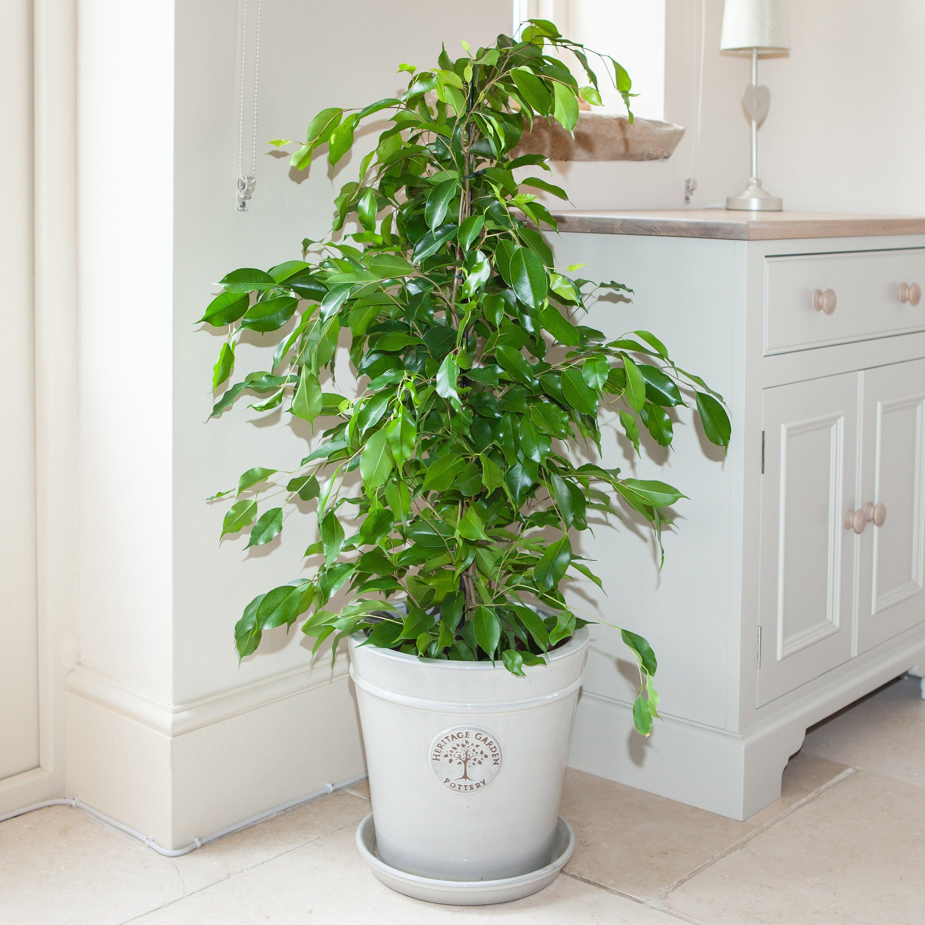 Yougarden  Ficus Benjamina Exotica 21Cm Pot 90-110Cm High - Green - 21cm Pot