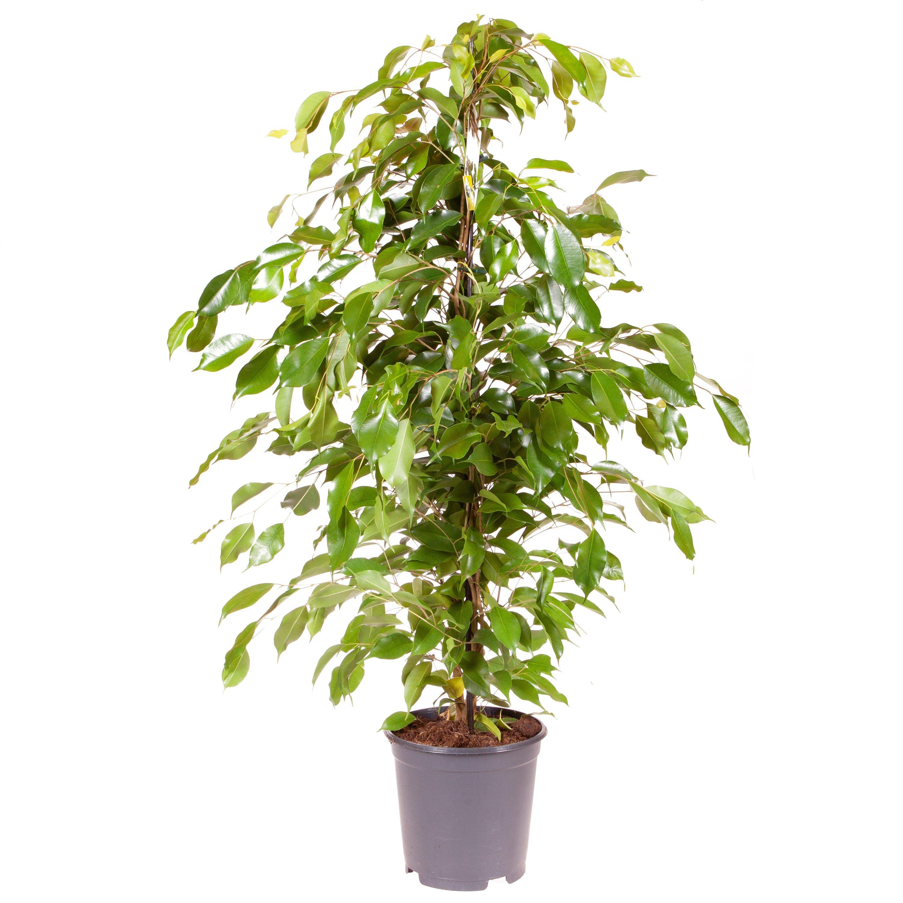 Green - YouGarden - Ficus benjamina Exotica 21cm pot 105cm - 2