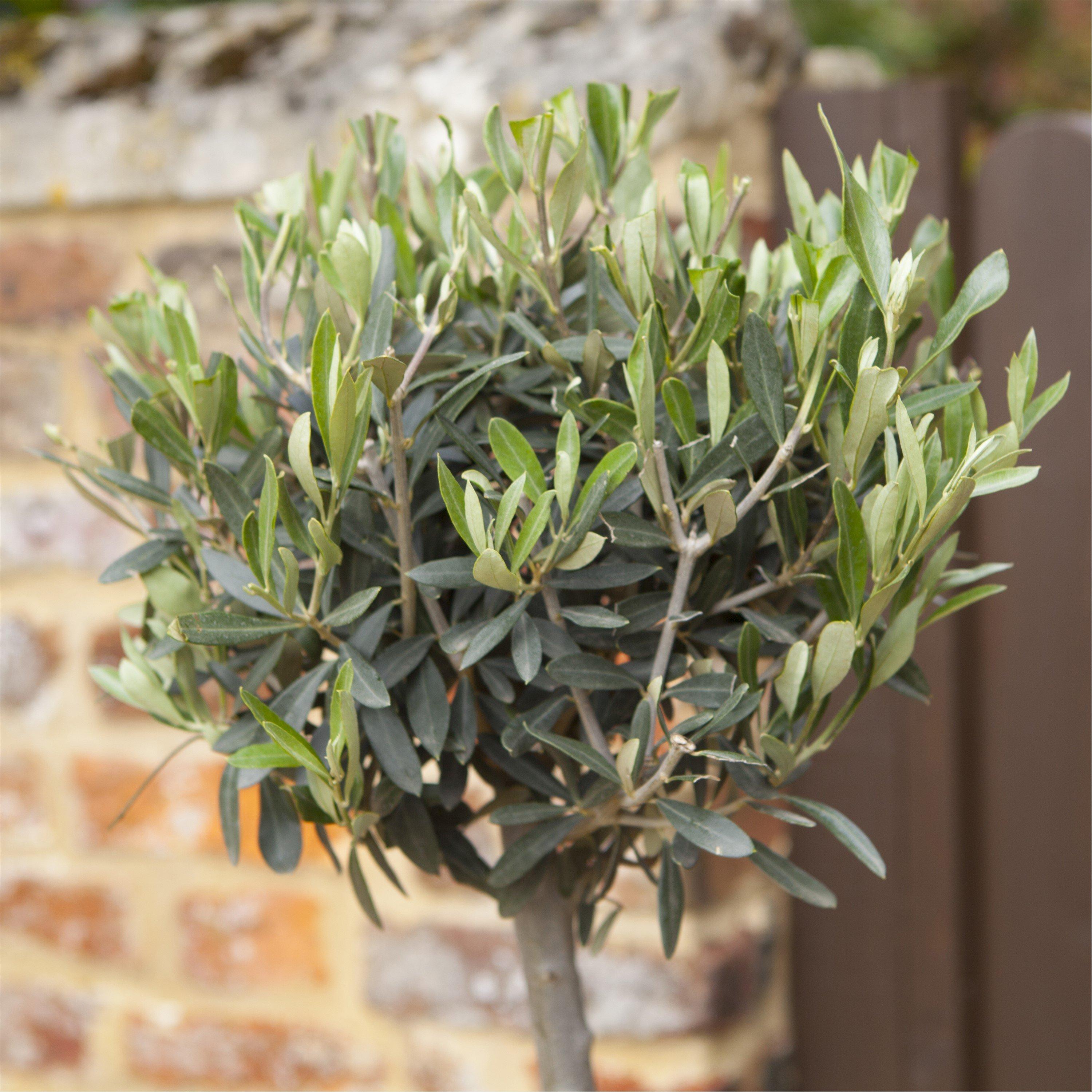 Green - YouGarden - Olive Tree Standard 80cm 18cm pot - 1