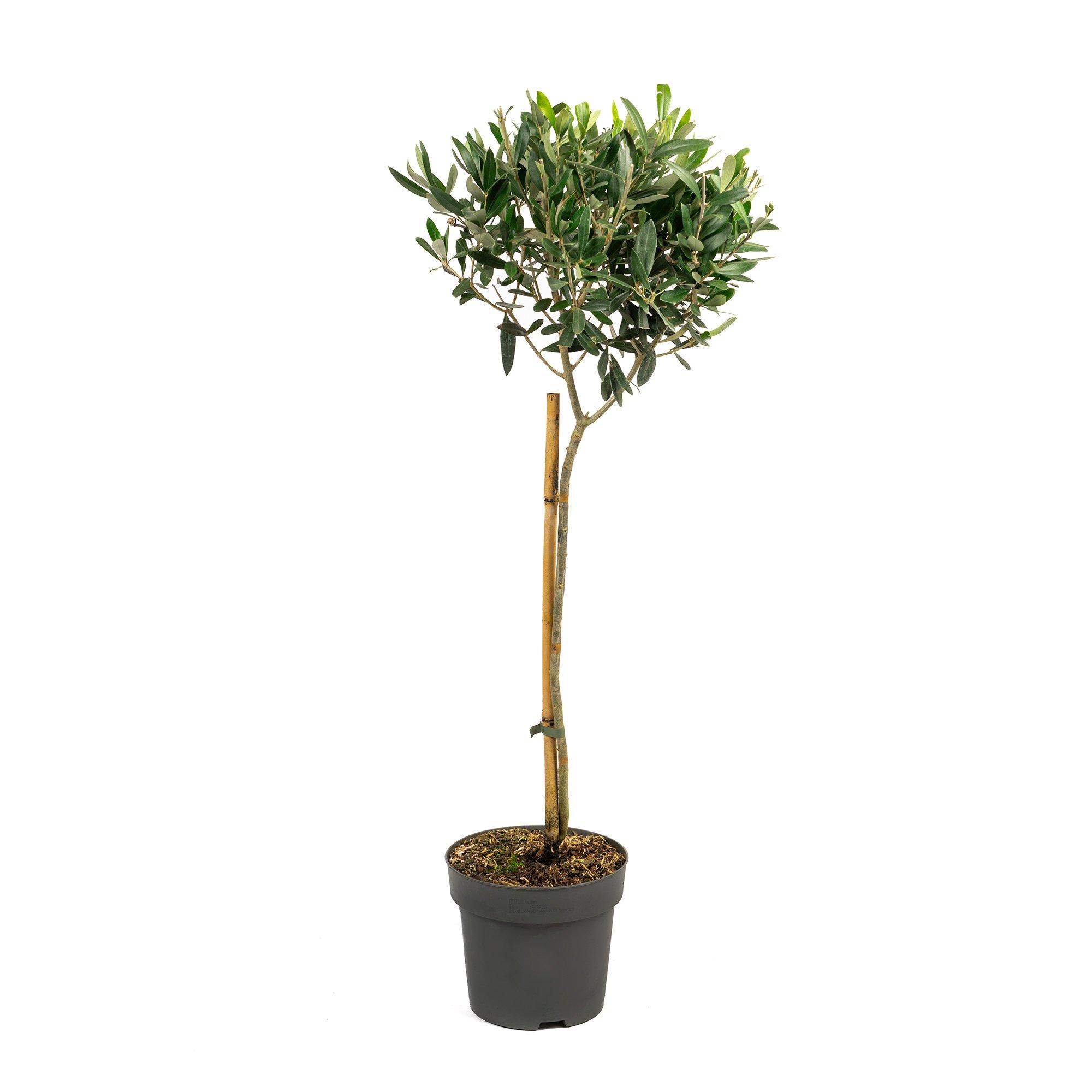 Green - YouGarden - Olive Tree Standard 80cm 18cm pot - 3