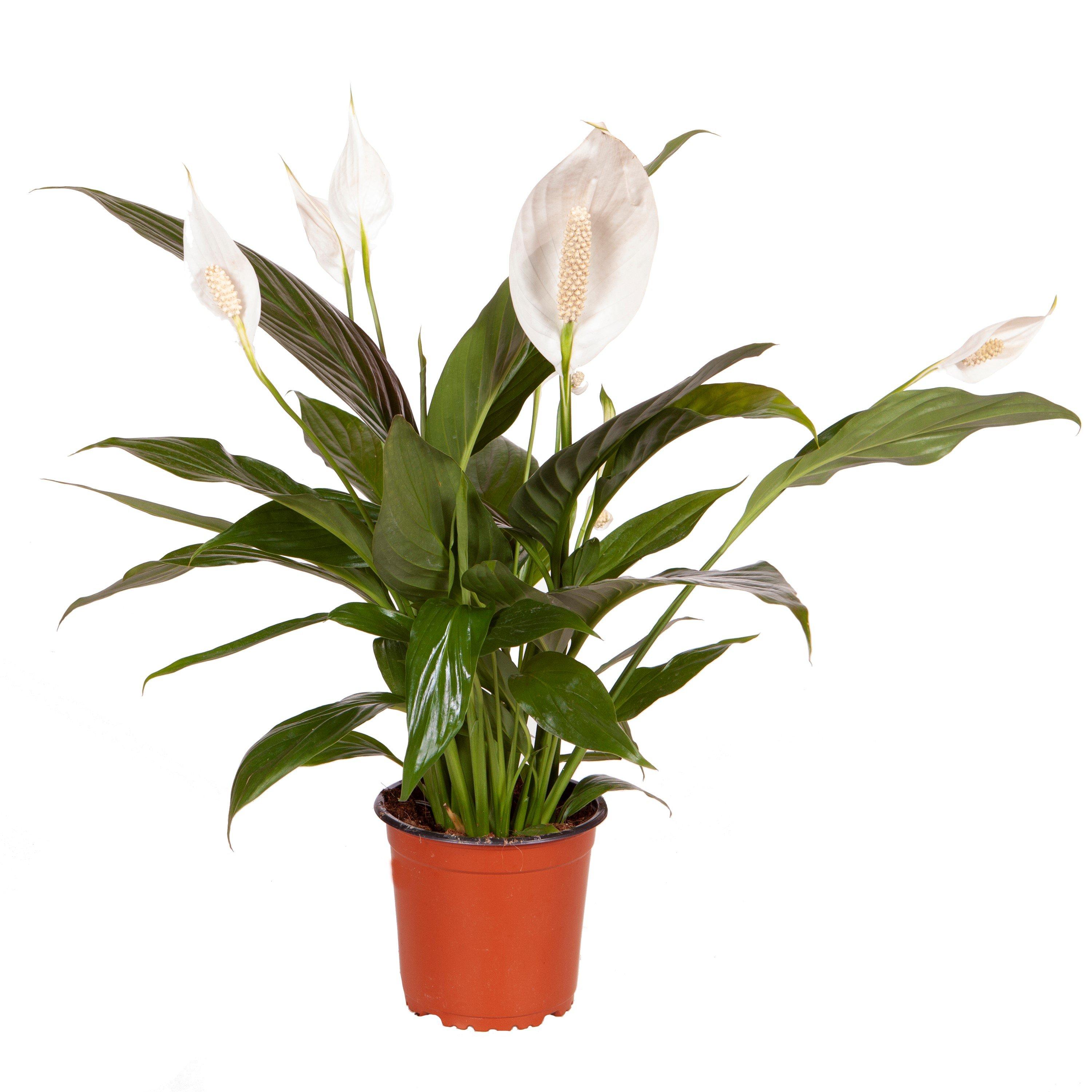 Green - YouGarden - Spathiphyllum Sweet Silver 13cm - 3