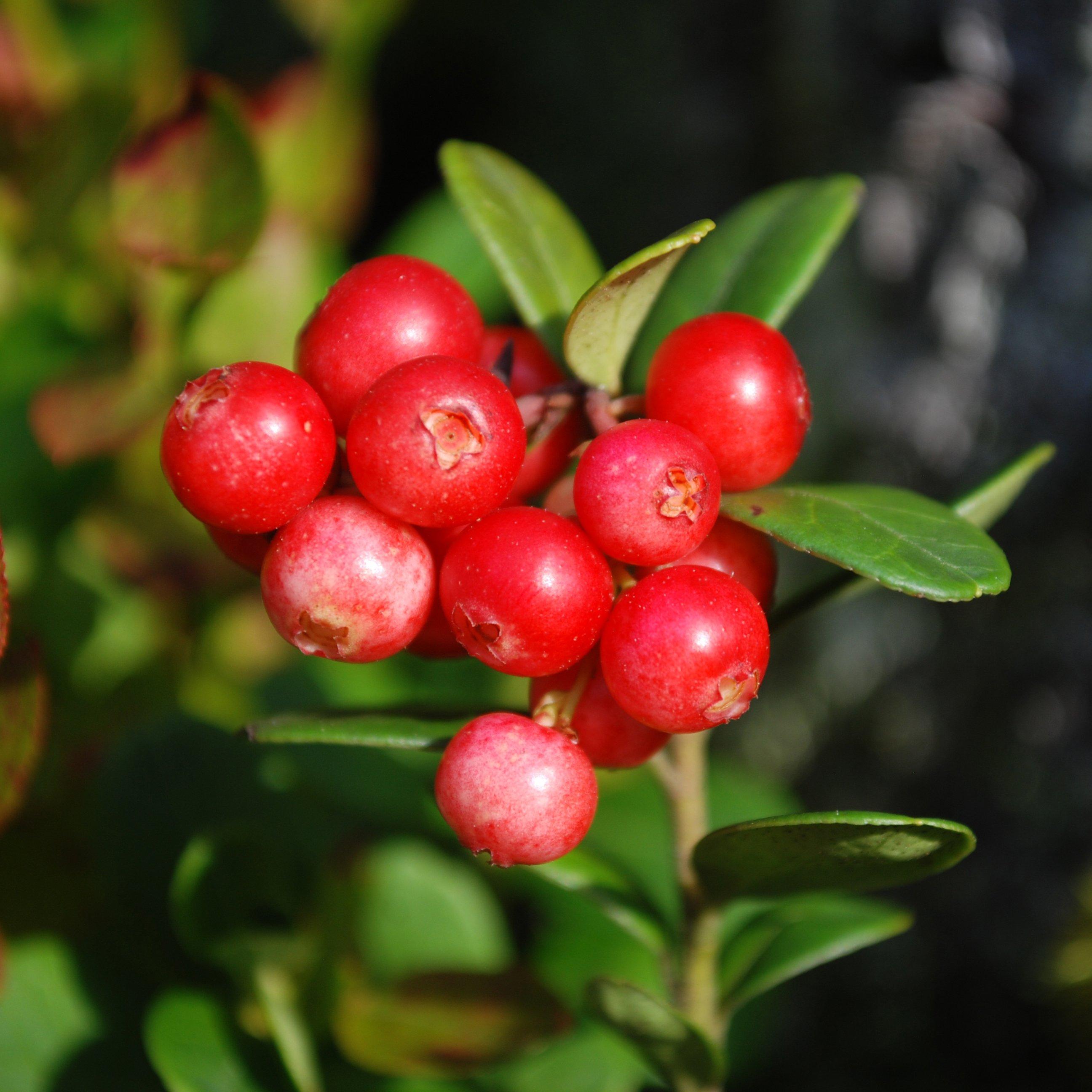 Red - YouGarden - Cranberry (Vaccinium) Pilgrim 1.7L potted - 1
