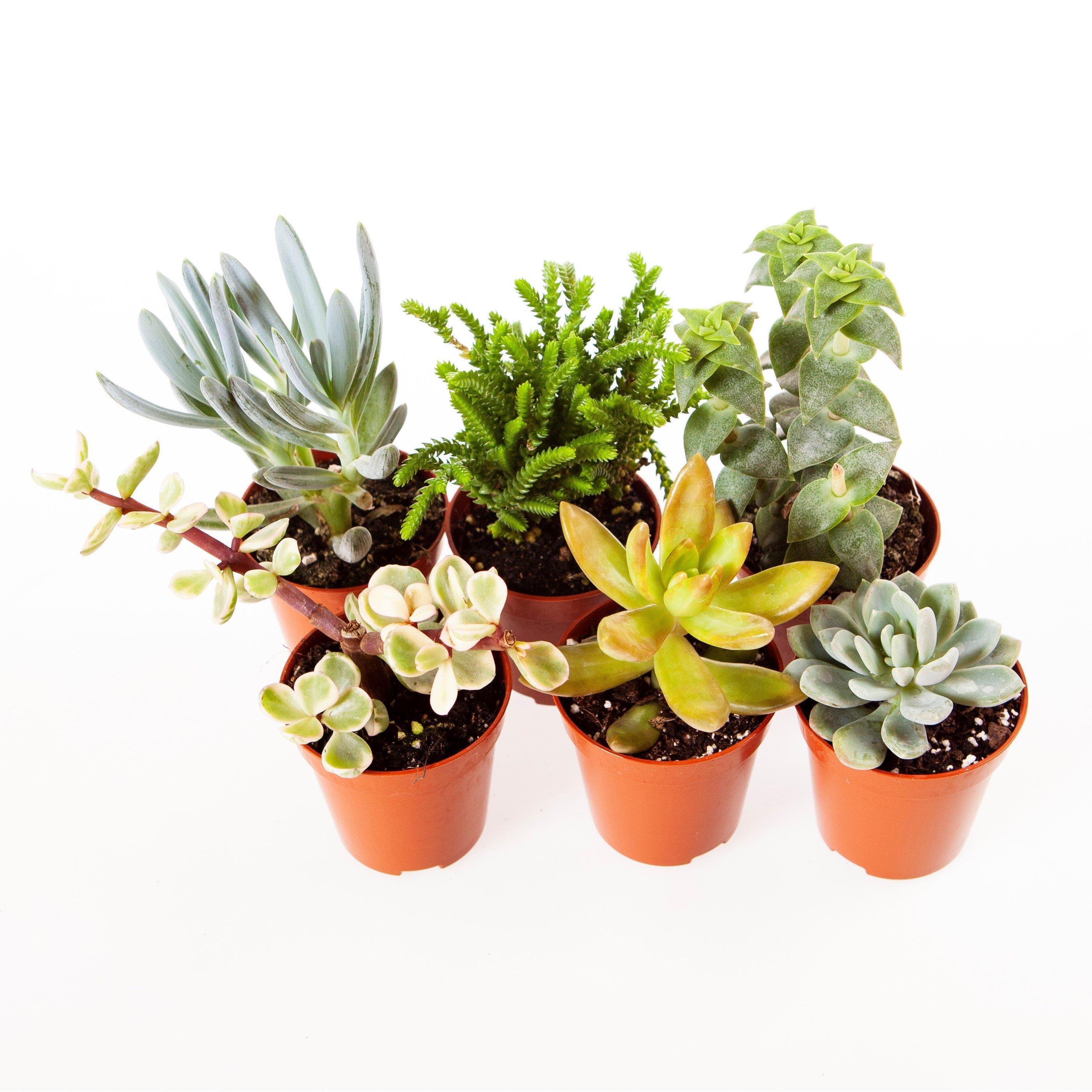 Green - YouGarden - Indoor Succulents Mix 6 x 5.5cm plants - 2