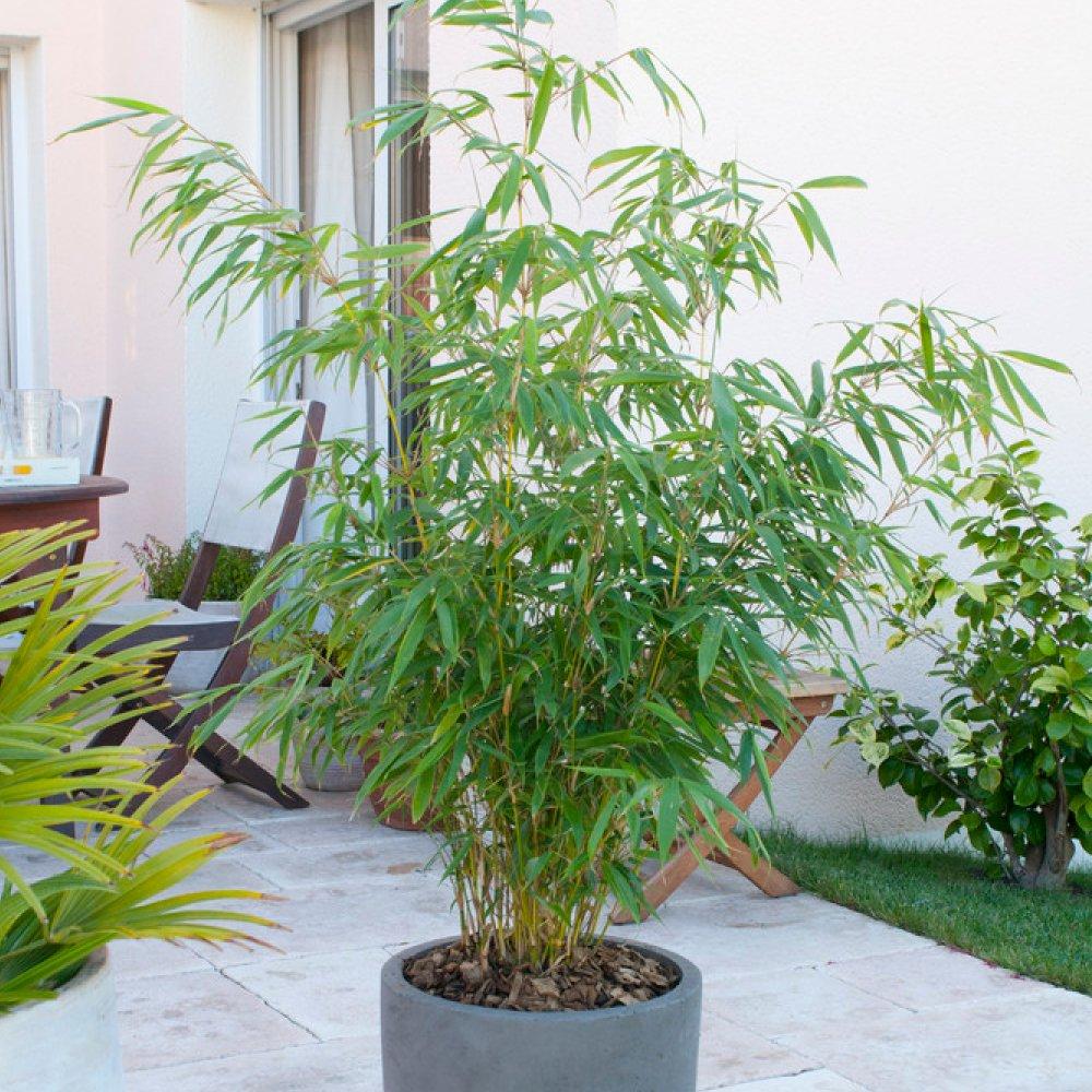 Yougarden  Fargesia Rufa 2 Litre 40Cm X 2 - Green - 2 x 2L Nur