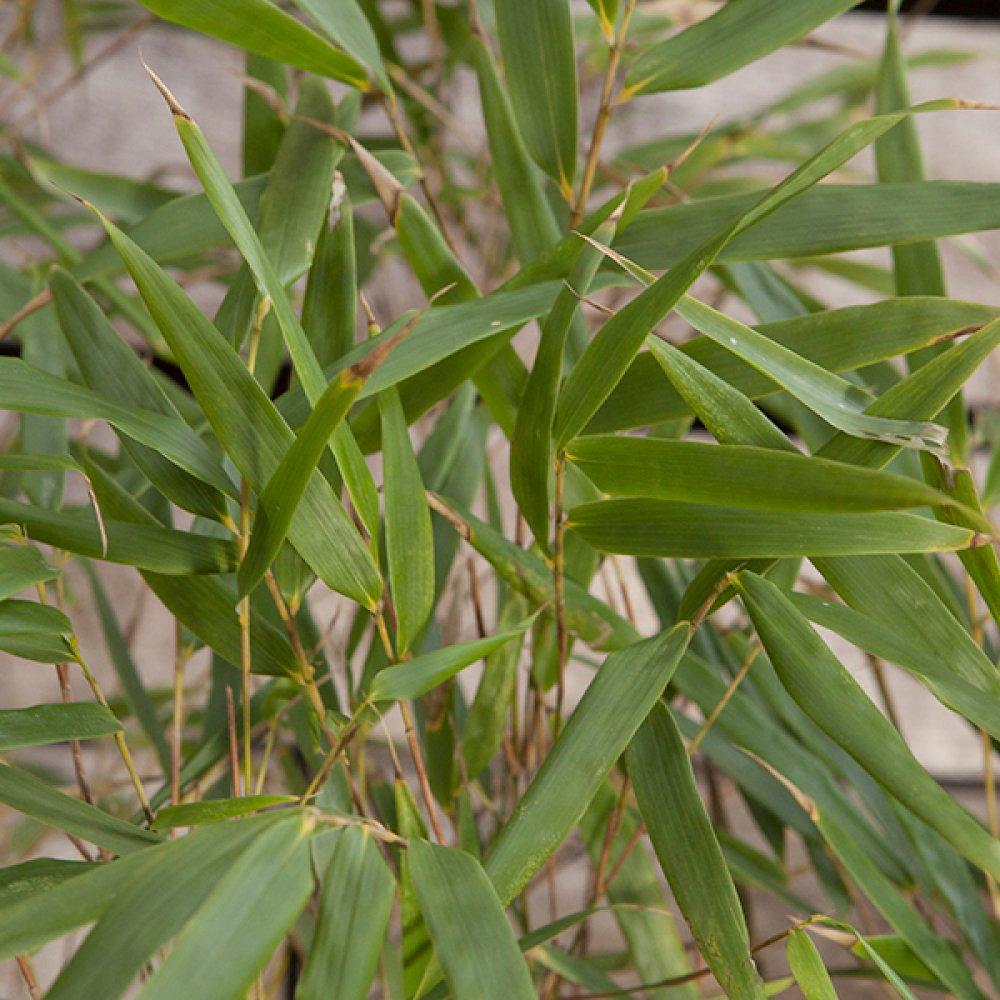 Green - YouGarden - Fargesia rufa 2 litre 40cm x 2 - 2