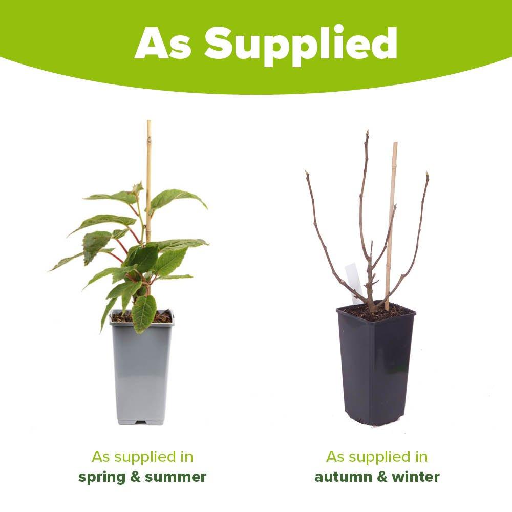 Green - YouGarden - Ficus (Fig) Brown Turkey 1.7L potted - 3