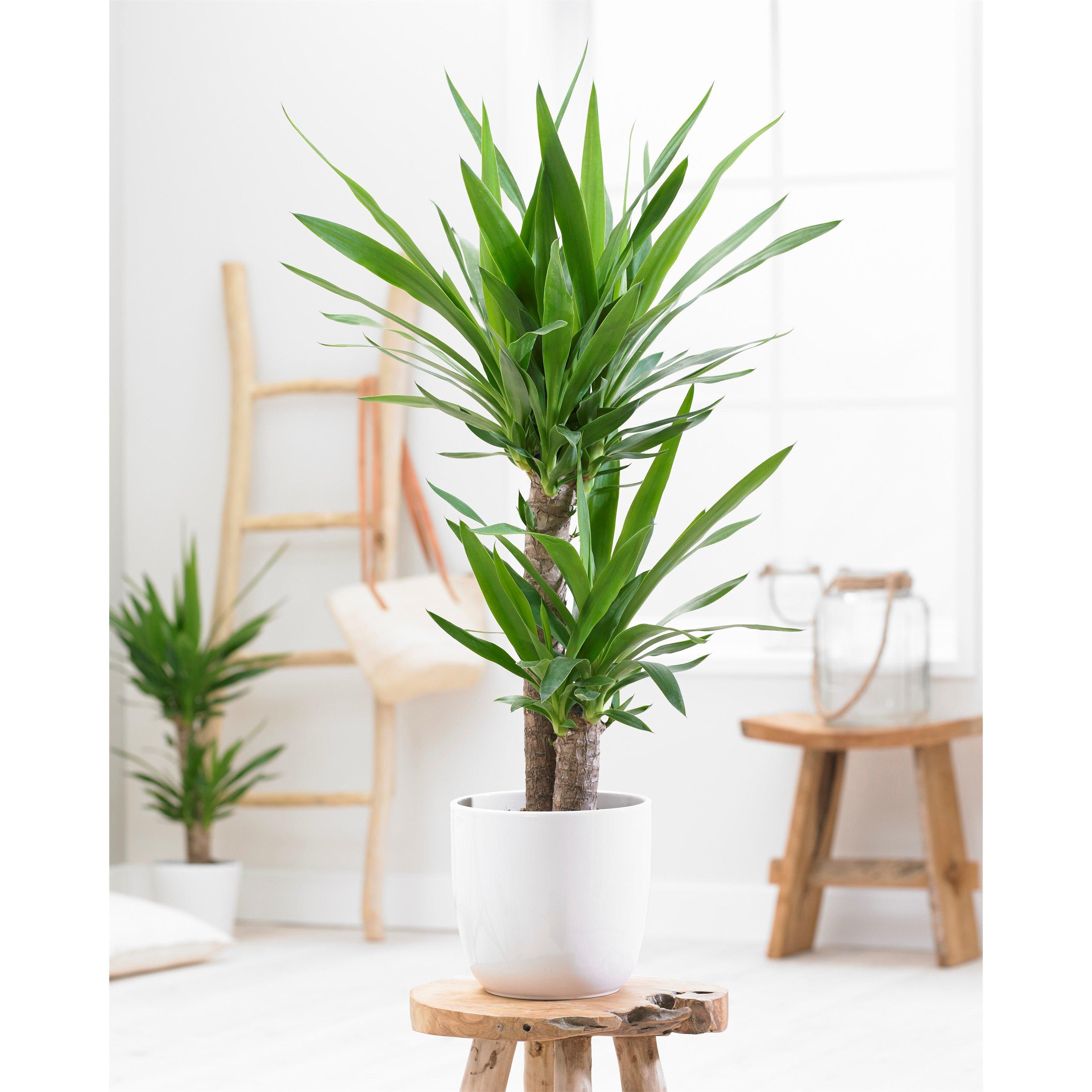 Green - YouGarden - Yucca 2 stem 45/20cm in 17cm pot 70cm tall - 1