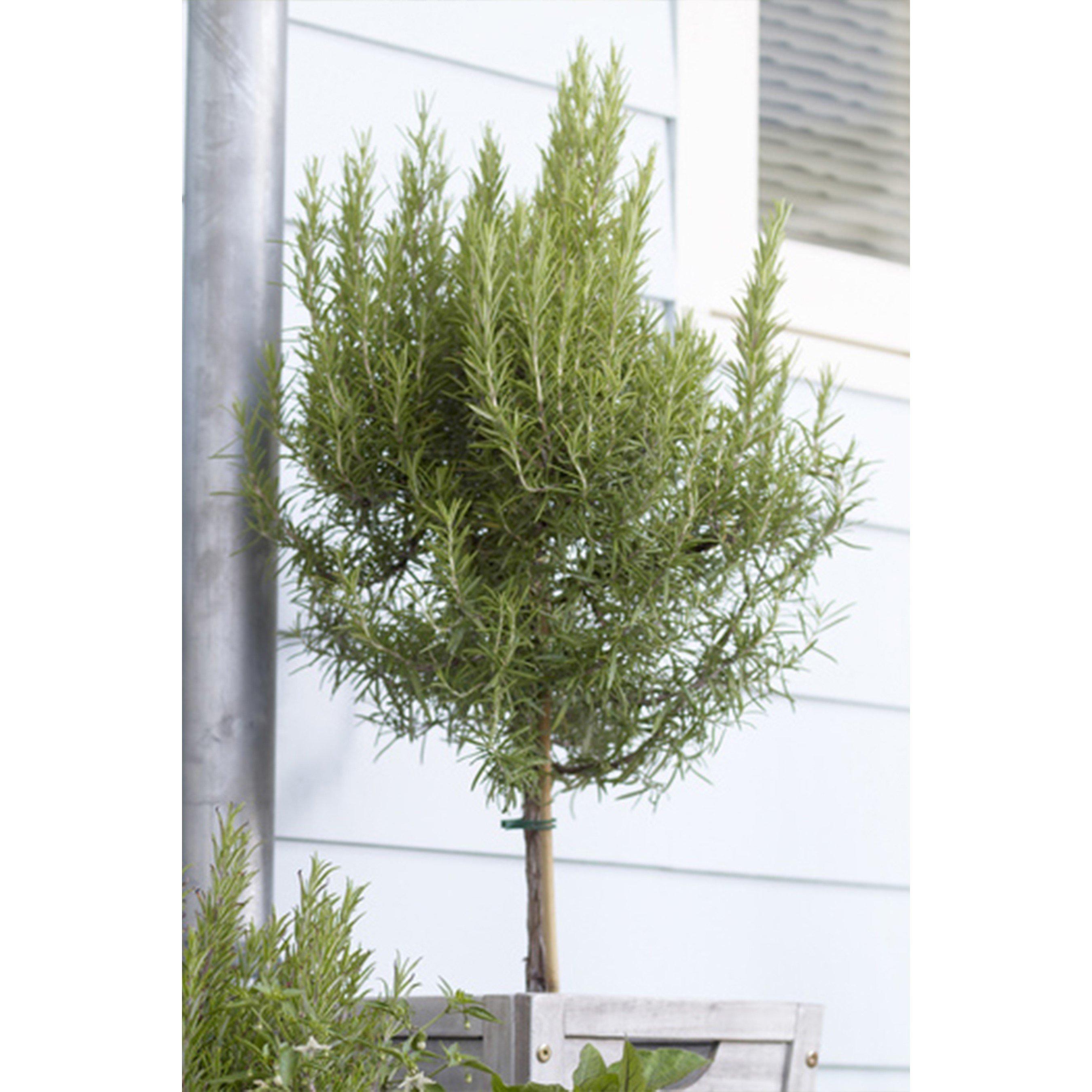 YouGarden Rosemary Standard 80-100 3L