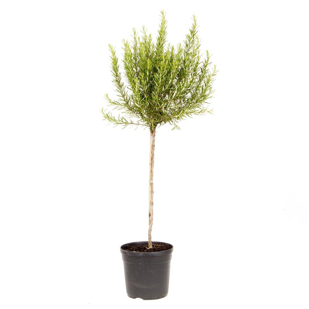 Green - YouGarden - Rosemary Standard 80-100 3L - 3