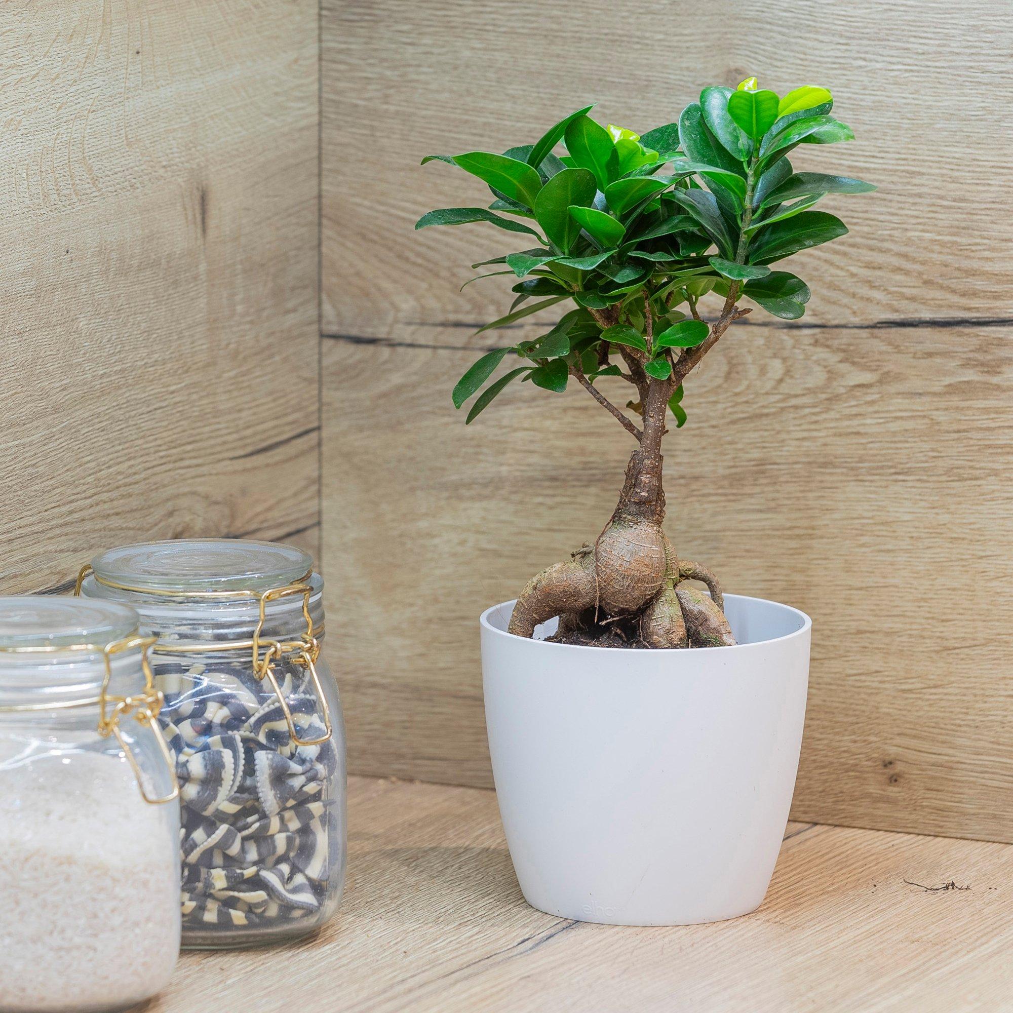 Yougarden  Ficus Microcarpa Ginseng 12Cm - Green - 12cm Pot