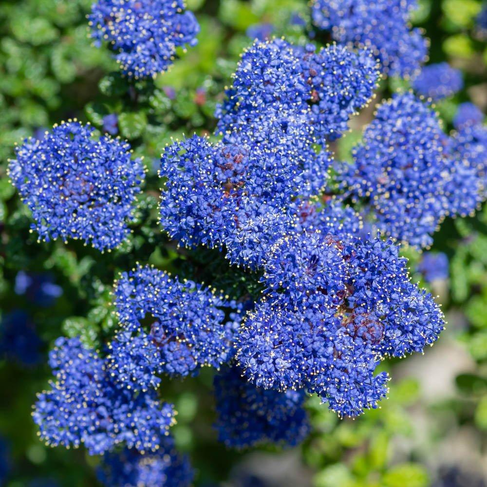 Yougarden  Ceanothus Thyrsiflorus Repens 9Cm X 3 - Blue - 3x9cmPots