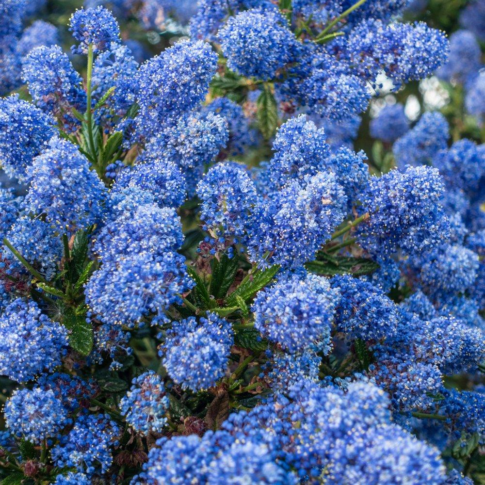 Blue - YouGarden - Ceanothus thyrsiflorus repens 9cm x 3 - 2