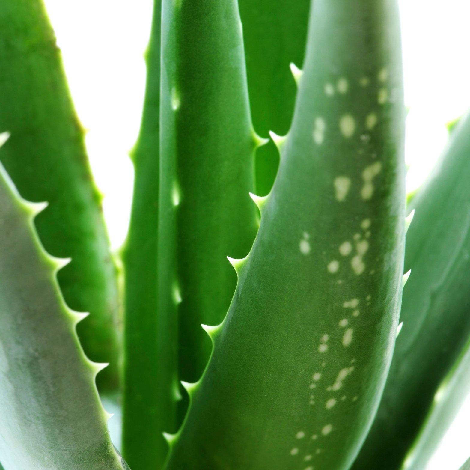Yougarden  Aloe Vera 14Cm Pot 30-50Cm Tall - Green - 14cm Pot