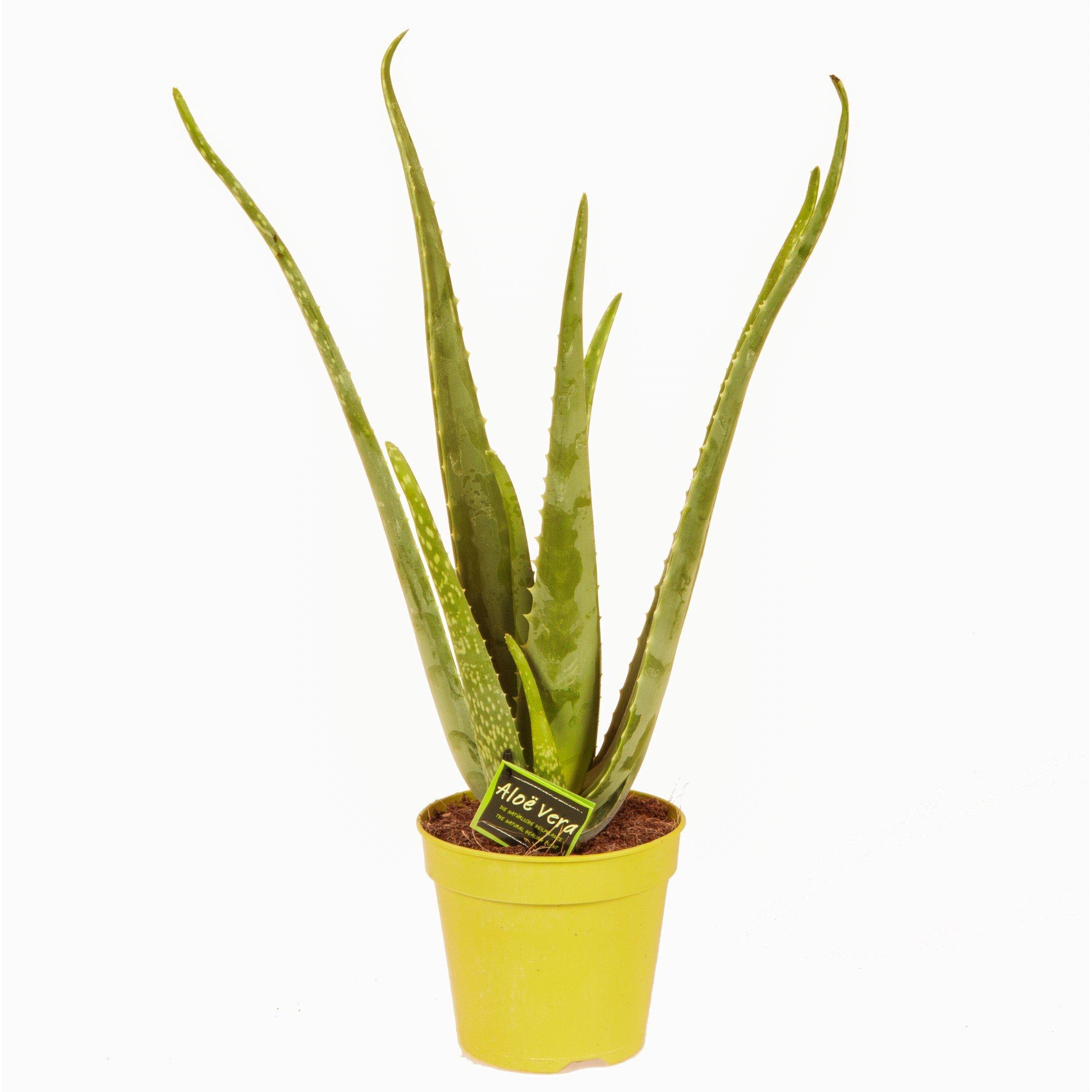 Green - YouGarden - Aloe vera 14cm pot 30-50cm tall - 3